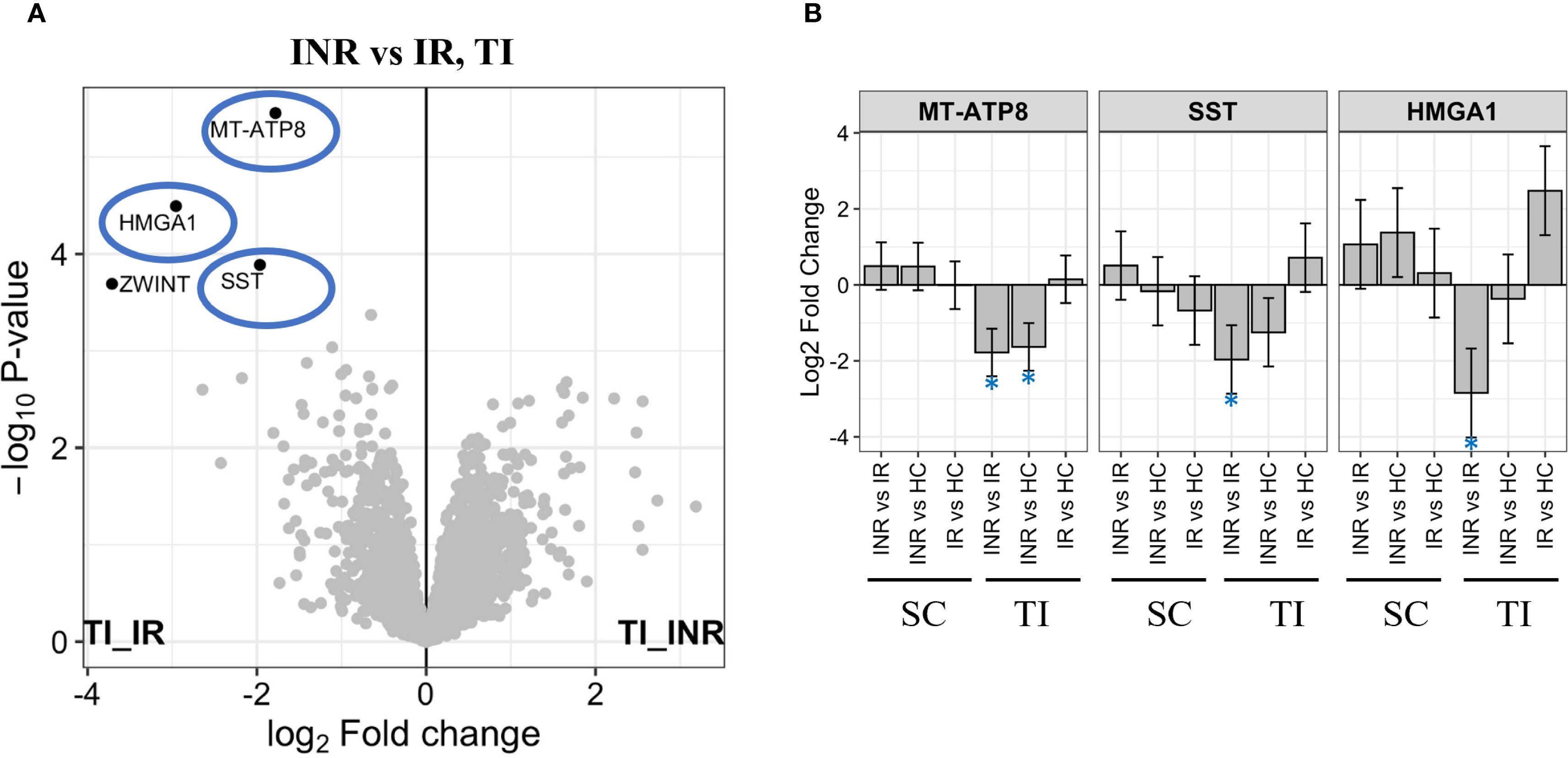 Panel A shows a volcano plot with -log10 P-value against log2 fold change,showing downregulated genes: MT-ATP8, HMGA1, SST, and ZWINT genes. Panel B presents bar charts for MT-ATP8, SST, and HMGA1, displaying Log2 Fold Change for INR vs IR and IR vs HC comparisons across sections SC and TI.