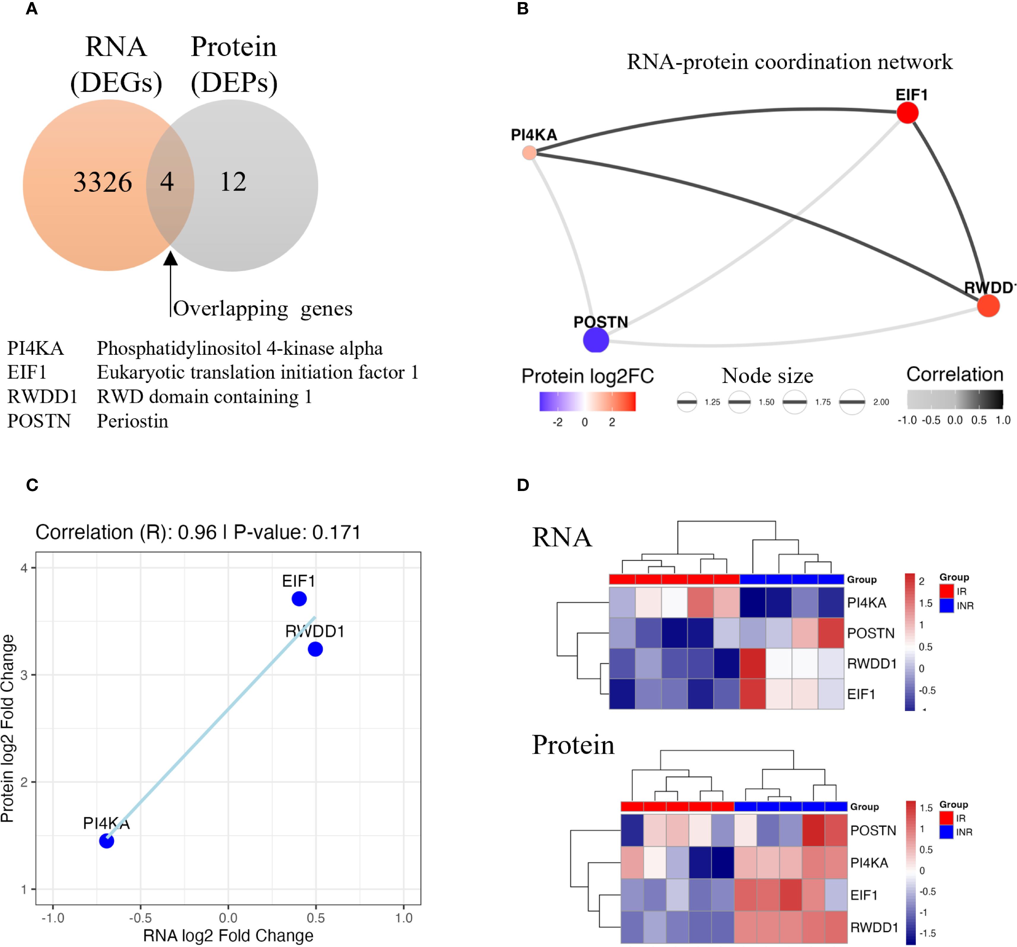 Diagram presenting data on RNA and protein analysis. Panel A shows a Venn diagram indicating four overlapping genes between 3326 RNA DEGs and 12 protein DEPs. Panel B displays an RNA-protein coordination network, with node sizes representing protein log2FC and edges showing correlation. Panel C is a scatter plot of RNA versus protein fold change, showing high correlation. Panel D contains heatmaps for RNA and protein expression levels of the genes PI4KA, EIF1, RWDD1, and POSTN across different groups, with color gradients indicating expression values.