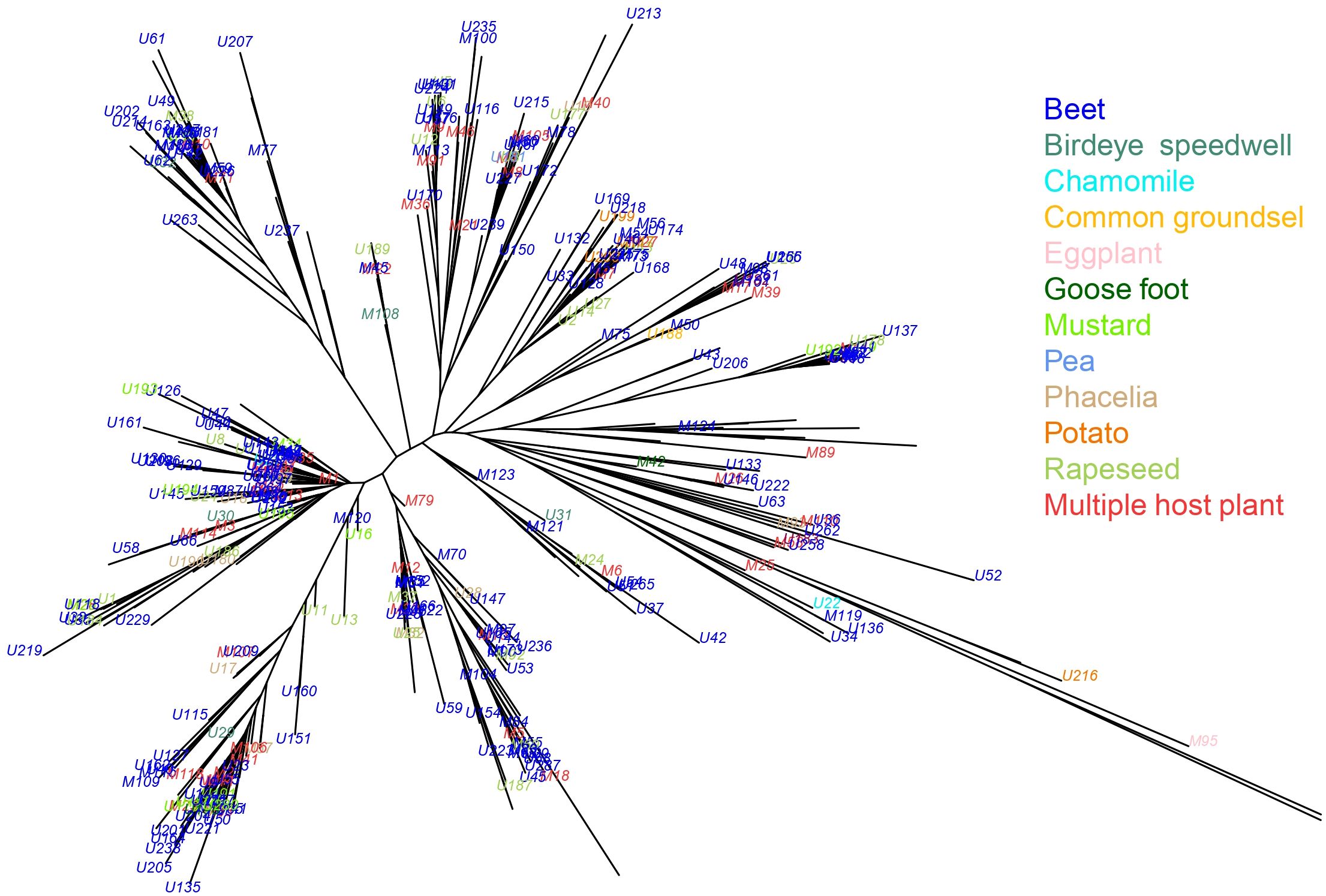A radial phylogenetic tree with branches labeled with codes such as U235 and M100, each representing different plant hosts. The tree shows color-coded categories including Beet, Birdeye speedwell, Chamomile, Common groundsel, Eggplant, Goose foot, Mustard, Pea, Phacelia, Potato, Rapeseed, and Multiple host plants, with corresponding colors listed on the right.