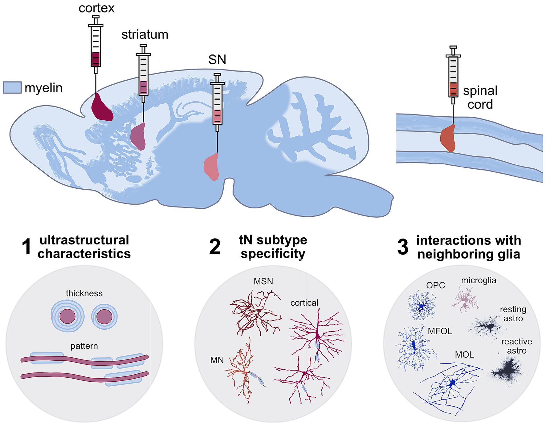 Schematic showing CNS myelin distribution andkey regions where neuronal transplantation has been investigated. Top: Cross-sections of the brain and spinal cord with syringes indicating transplantation into the cortex, striatum, substantia nigra (SN), and spinal cord. Bottom: Three panels highlighting potential host myelin features that transplanted cells may recapitulate: (1) ultrastructural characteristics, such as myelin thickness, (2) neuronal subtype-specific myelin distribution, (3) interactions with neighboring glia, including Oligodedrocyte Precursor Cells (OPC), Myelin-Forming Oligodendrocytes (MFOL), Mature Oligodendrocytes (MOL), microglia, resting and reactive astrocytes.
