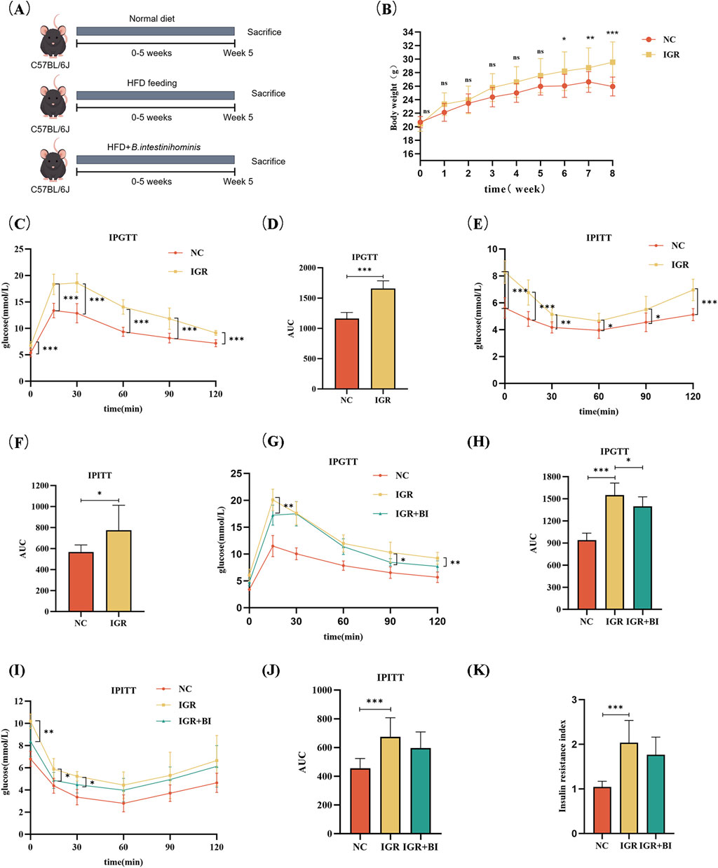 Diagram with graphs showing the effects of different diets on C57BL/6J mice over 5 weeks. Panel A illustrates experimental groups: normal diet, high-fat diet (HFD), and HFD with *B. intestinominis*. Panel B shows body weight changes over 8 weeks. Panels C and D present glucose levels and AUC during an IPGTT test. Panels E and F depict glucose levels and AUC during an IPITT test. Panels G and H compare IPGTT with additional treatment. Panels I and J show glucose levels and AUC for IPITT with treatment. Panel K presents an insulin resistance index for different groups. Statistical significance is indicated in each graph.