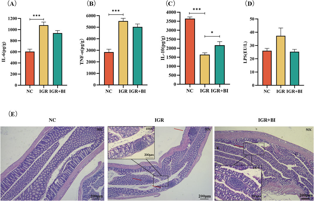 Bar charts and histological images depict inflammatory and gut health markers. Charts A-D show levels of IL-6, TNF-α, IL-10, and LPS across NC, IGR, and IGR+BI groups with significant differences indicated. Chart A: IL-6, higher in IGR. Chart B: TNF-α, higher in IGR. Chart C: IL-10, highest in NC. Chart D: LPS, highest in IGR. Histological sections (E) show intestinal structures for NC, IGR, and IGR+BI groups, each with magnification details.