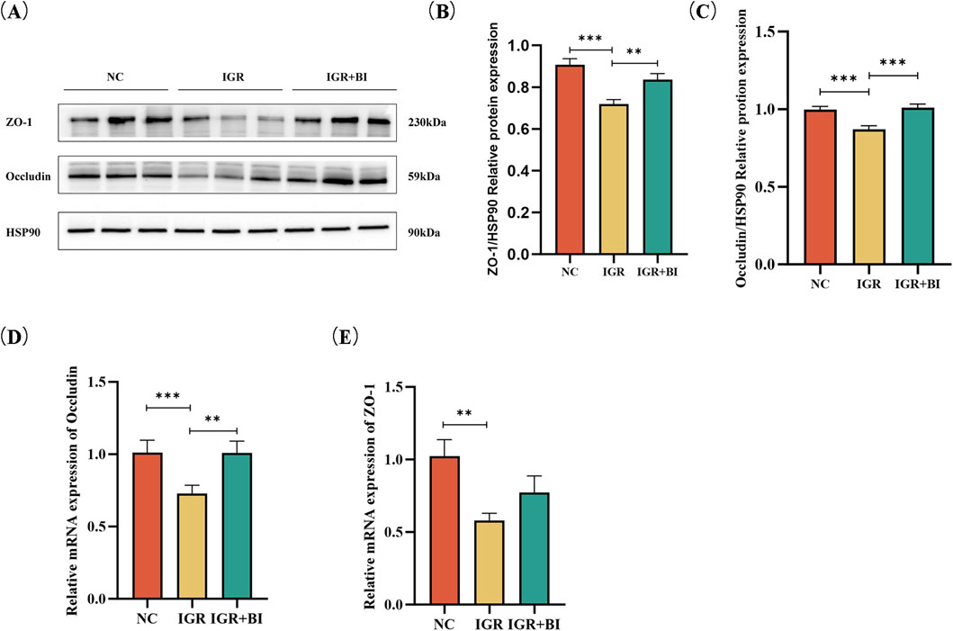 Western blot analysis and bar graphs compare protein and mRNA expression across three groups: NC, IGR, and IGR+BI. Panel A shows bands for ZO-1, Occludin, and HSP90. Panels B and C present bar graphs of ZO-1/HSP90 and Occludin/HSP90 protein expression, respectively. Panels D and E display mRNA expression levels of Occludin and ZO-1. Statistical significance is indicated with asterisks.