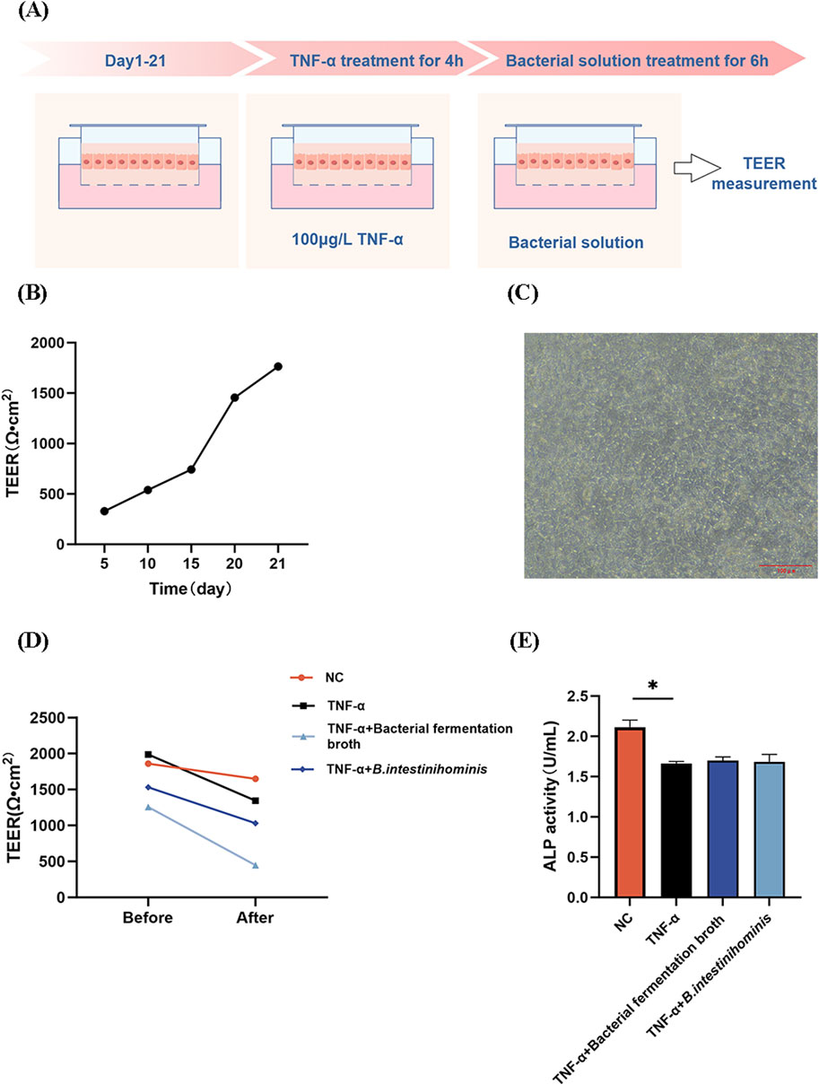 Diagram with five panels: (A) Shows the experimental protocol for TNF-α and bacterial solution treatment on cells with TEER measurement. (B) Graph depicting TEER (Ohm·cm²) increasing over 21 days. (C) Microscopic image of cells. (D) Line graph displaying TEER values before and after treatments, comparing different groups: NC, TNF-α, TNF-α with bacterial fermentation broth, TNF-α with B. intestinihominis. (E) Bar graph illustrating ALP activity (U/mL) across the same groups, with NC showing the highest activity.