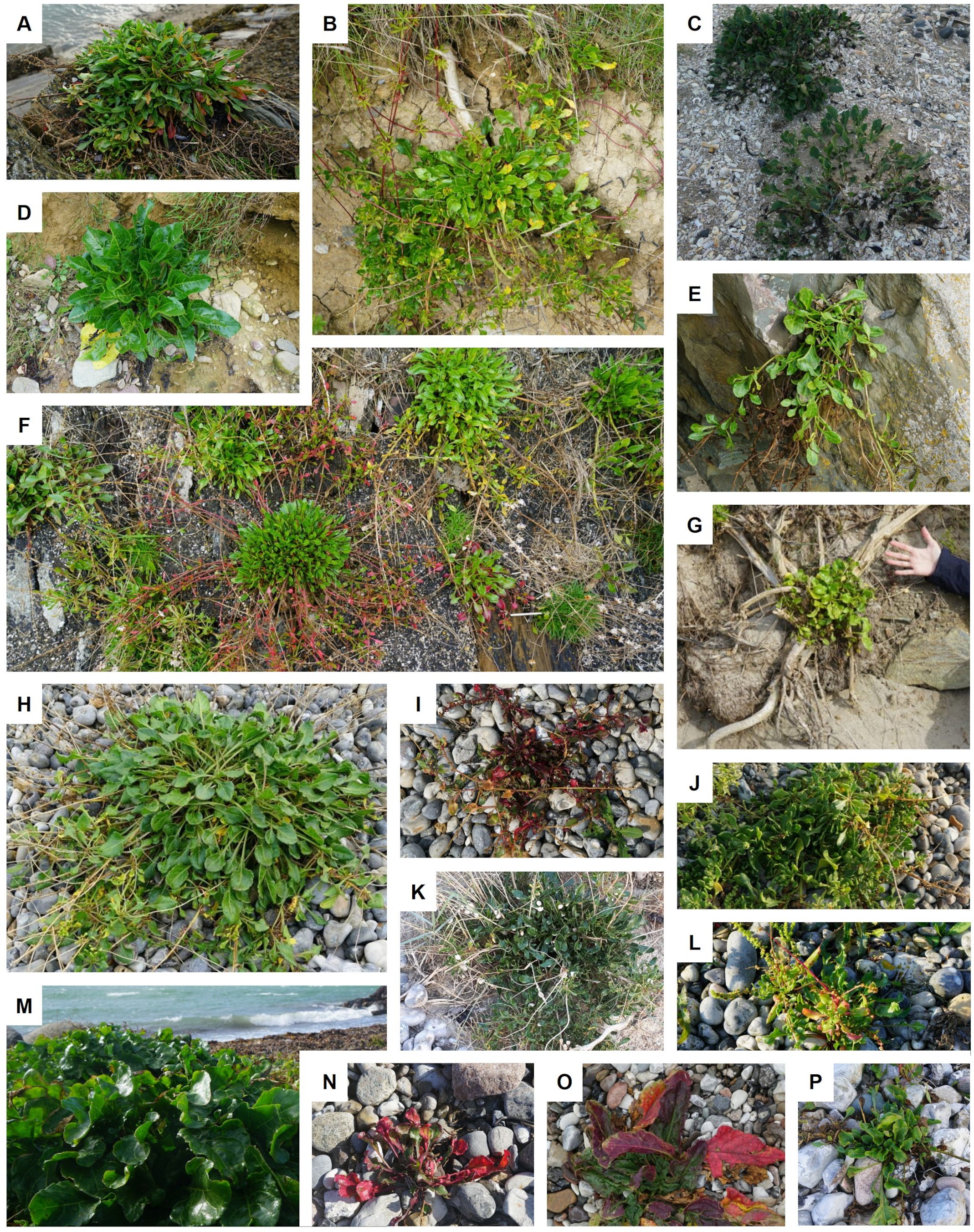 A series of images labeled A to P, each displaying different types of sea beet plants in various environments such as rocky beaches, sandy soils, and grassy areas. Each plant exhibits diverse foliage colors and growth patterns, ranging from lush green leaves to red-tinted stems and leaves.