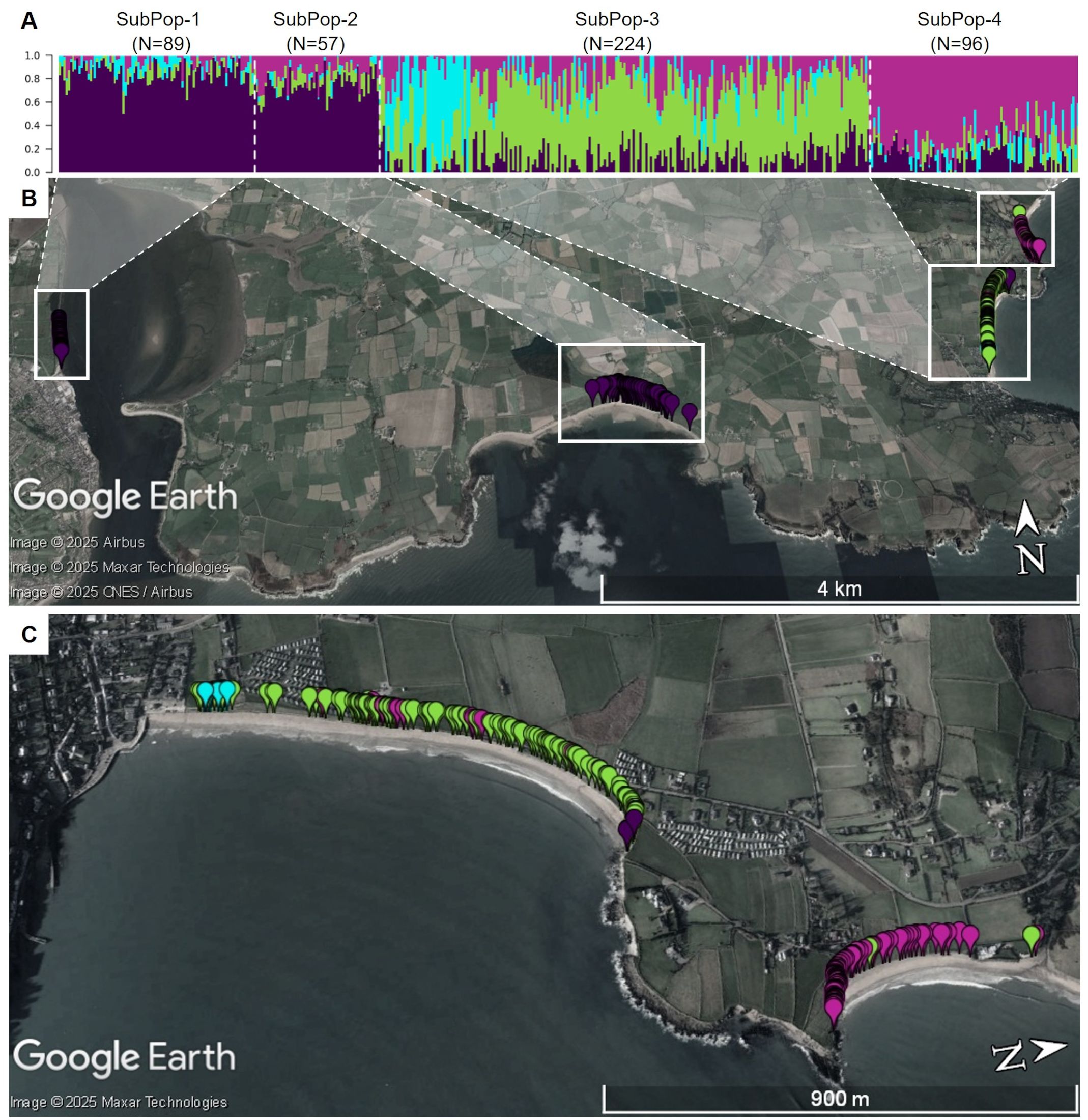 Three-panel image showing genetic subpopulation data and geographic distribution on a map. Panel A has a bar graph of four subpopulations (SubPop-1 to SubPop-4) with color-coded sections. Panels B and C are satellite views from Google Earth with color-coded markers along a coastline, indicating locations associated with the subpopulations. Distances are marked, with Panel B showing a wider area and Panel C providing a close-up view of a specific bay.