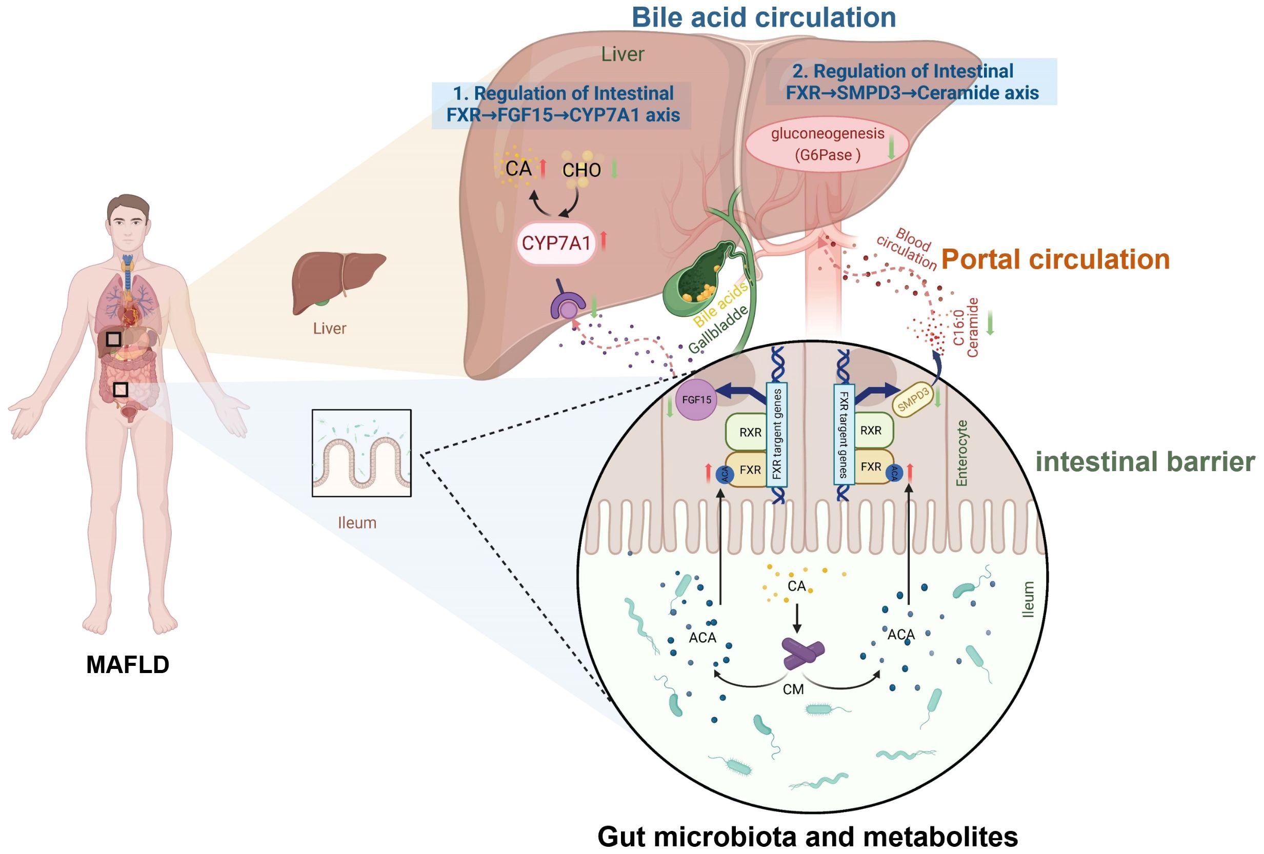 Illustration showing the bile acid circulation related to metabolic associated fatty liver disease (MAFLD). On the left is a human silhouette with highlighted liver and gastrointestinal areas. The liver section details regulation pathways involving FXR, FGF15, CYP7A1, and SMPD3. The intestinal barrier is depicted, showing interactions with gut microbiota, including CA, ACA, and CM. Key terms such as portal circulation, bile acids, RXR, and enterocyte are noted. Various molecular interactions and metabolic processes are visually connected.