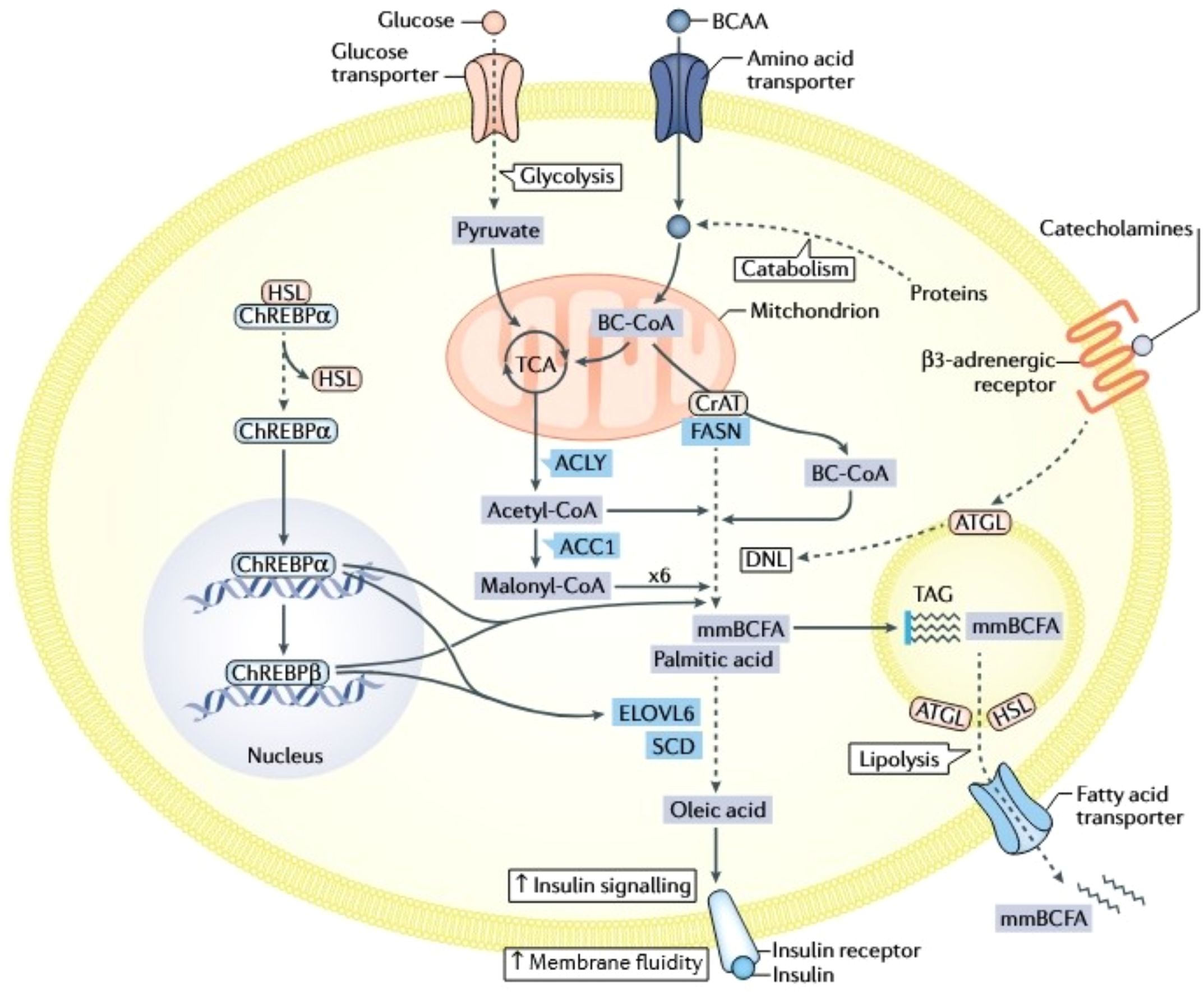 Flowchart illustrating metabolic pathways in a cell, including glucose and amino acid transport, glycolysis, TCA cycle in mitochondria, and fatty acid synthesis. It shows interactions between various components like ACLY, ACC1, FASN, ELOVL6, and SCD, highlighting the roles in lipogenesis and lipolysis processes. Components like ChREBPα and receptors for insulin and catecholamines are also depicted, illustrating pathways leading to Acetyl-CoA, Malonyl-CoA, and ensuing fatty acids such as palmitic acid and oleic acid. The chart implies outcomes like increased insulin signaling and membrane fluidity.