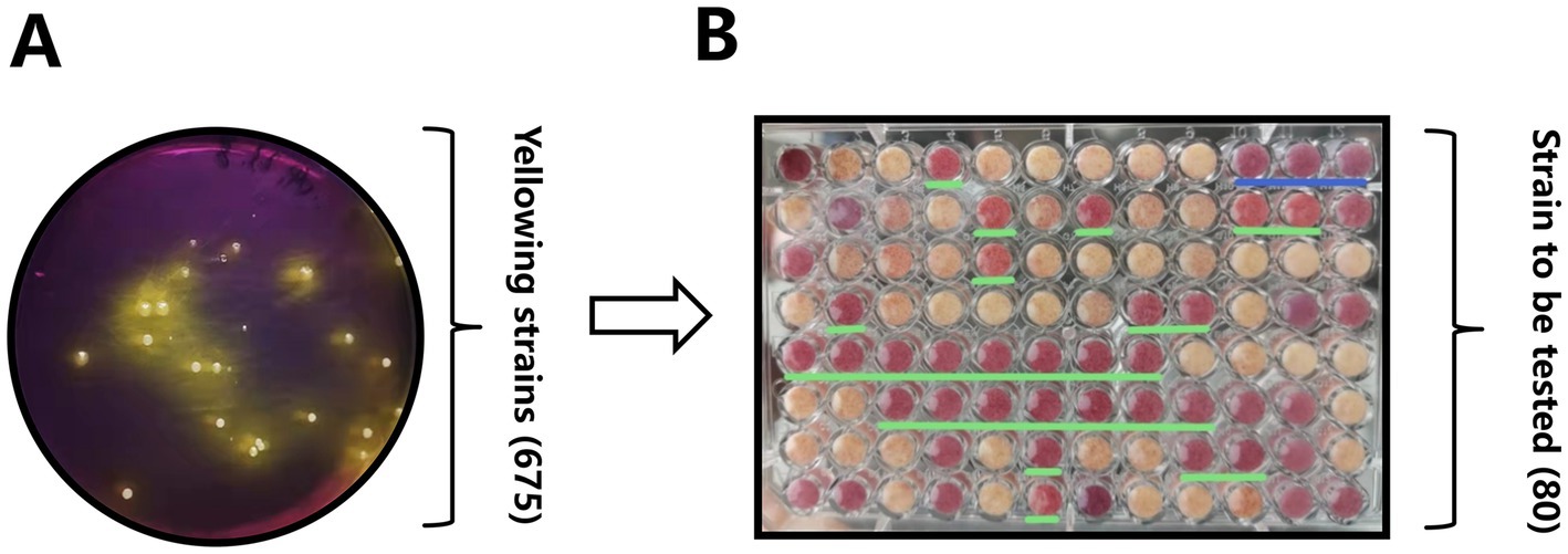 Image panel with two parts. On the left, a petri dish labeled