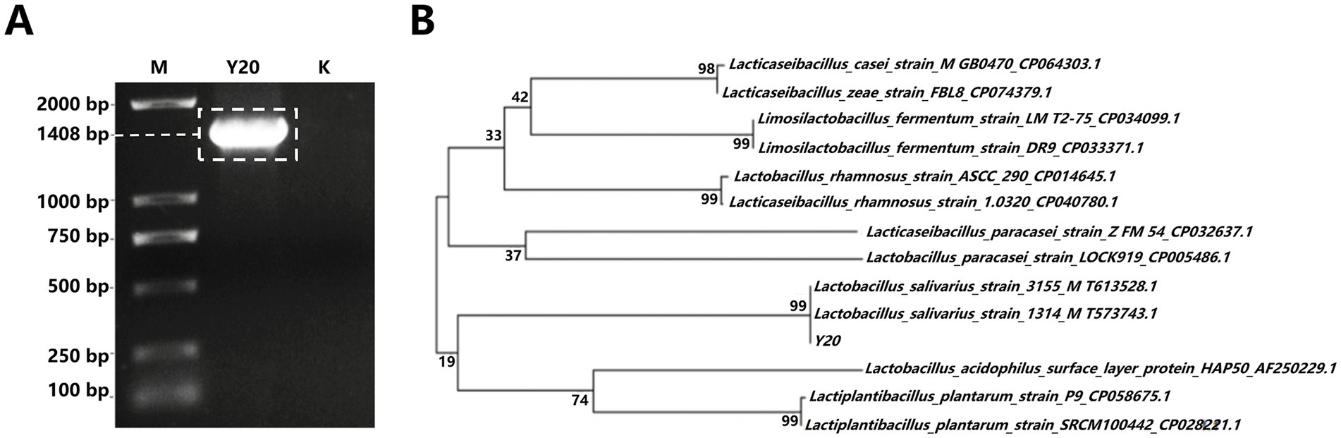 Gel electrophoresis and a phylogenetic tree are shown. Part A depicts a gel with bands at positions indicating sizes ranging from 100 base pairs to 2000 base pairs, highlighting a band at approximately 1408 base pairs for Y20. Part B illustrates a phylogenetic tree with strains of Lactobacillus, showing relationships and bootstrap values ranging from 19 to 99, with Y20 grouped under Lactobacillus salivarius strains.