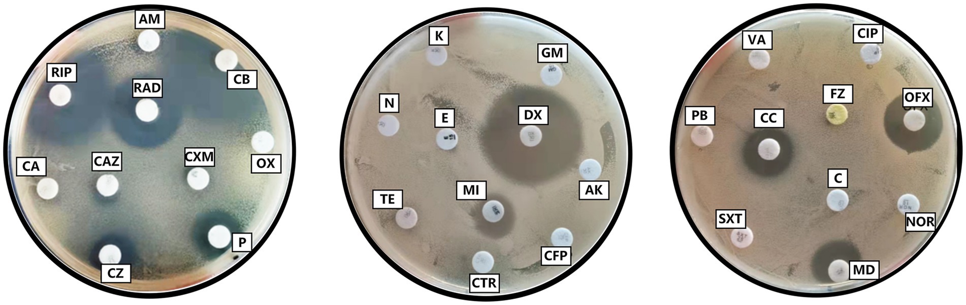 Three petri dishes showing antibiotic susceptibility tests with various antibiotic discs labeled with abbreviations like AM, RIP, CA, and others. Clear zones around some discs indicate bacterial inhibition.