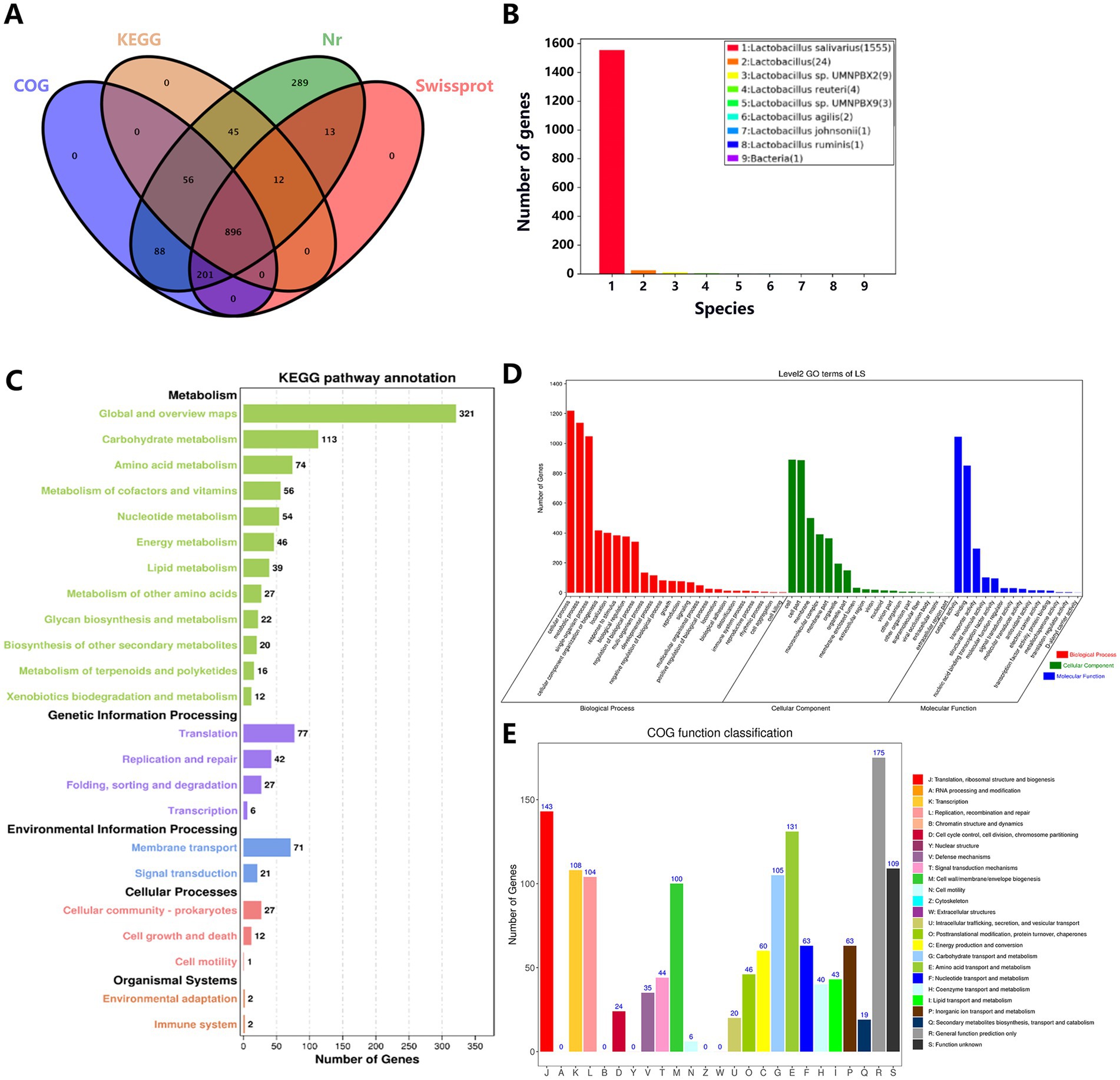 A composite image with five panels: A) A Venn diagram showing the overlap of genes across four databases: KEGG, Nr, Swissprot, and COG.B) A bar chart displaying the number of genes across nine species, with Lactobacillus salivarius having the highest count.C) A bar chart showing KEGG pathway annotation for metabolism, genetic information processing, and environmental information processing, with metabolism having the highest number of genes.D) A bar chart of Level 2 GO terms for biological processes, cellular components, and molecular functions, showing varying gene counts.E) A bar chart illustrating COG function classification, highlighting categories like metabolism, cellular processes, and information storage.