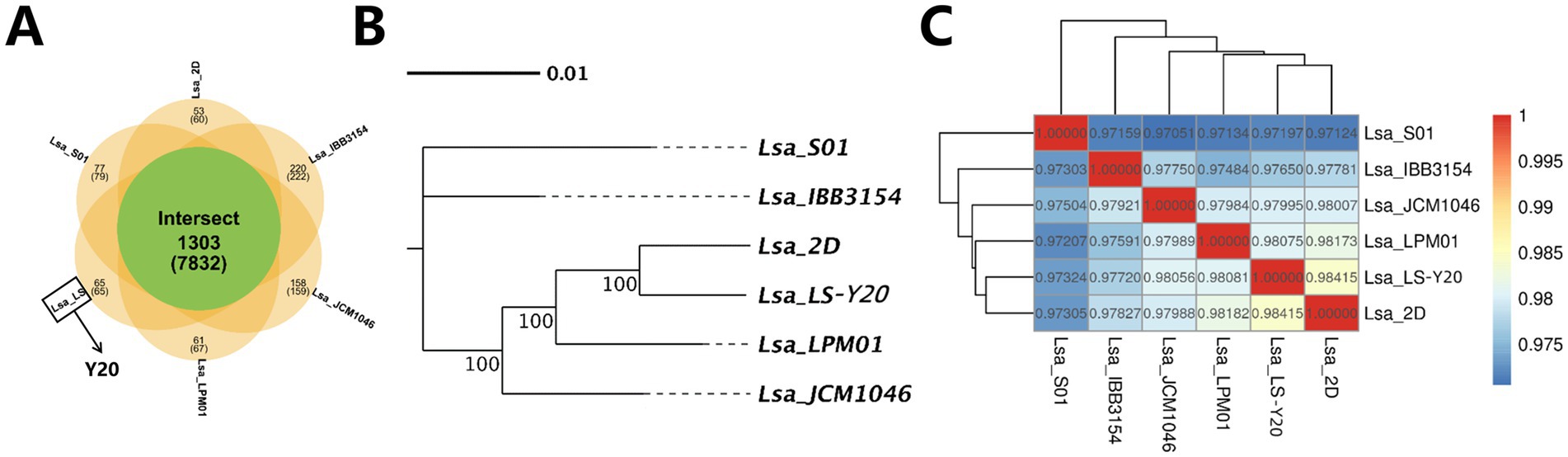 Panel A shows a Venn diagram illustrating overlaps between different datasets with an intersect of 1303 in the center. Panel B displays a phylogenetic tree with branches labeled with species names and bootstrap values. Panel C presents a heatmap indicating genetic similarity between species, with a color gradient from red to blue representing values from 1 to 0.975.