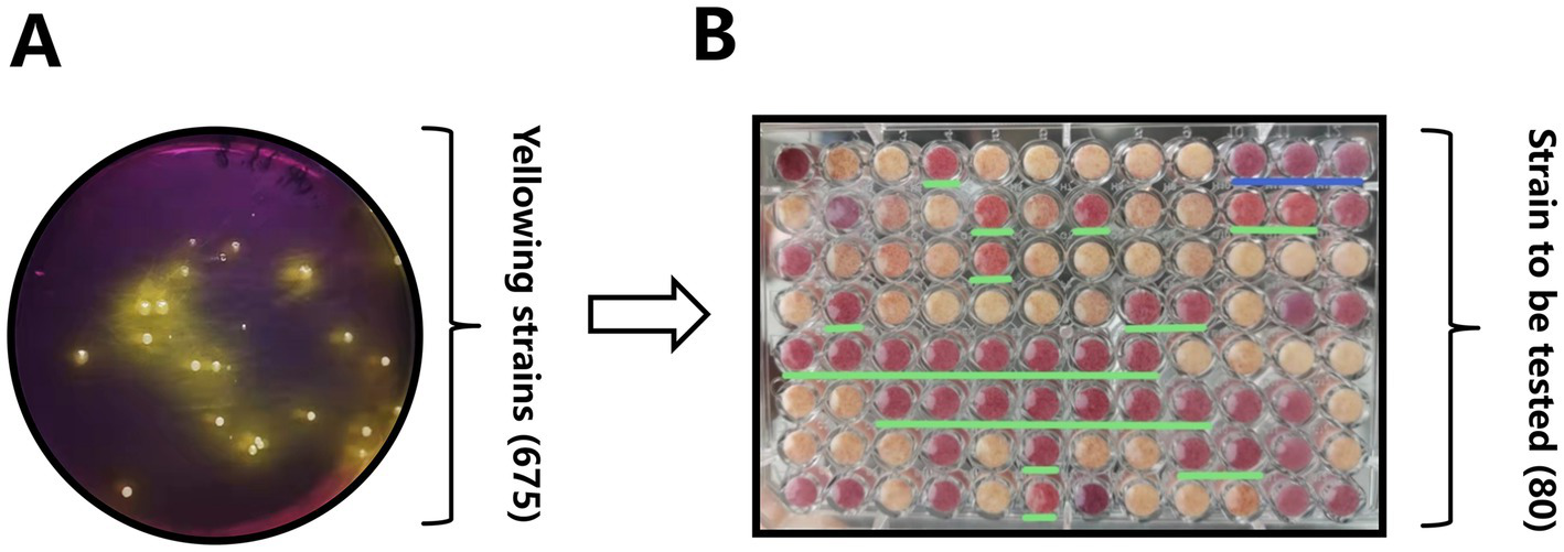 Image panel with two parts. On the left, a petri dish labeled "A" shows yellow bacterial strains on a purple medium, noted as "Yellowing strains (675)." On the right, labeled "B," a grid of circular samples in various shades indicates different bacterial strains, marked "Strain to be tested (80)." Arrows connect the two sections, suggesting a relationship or comparison between them.