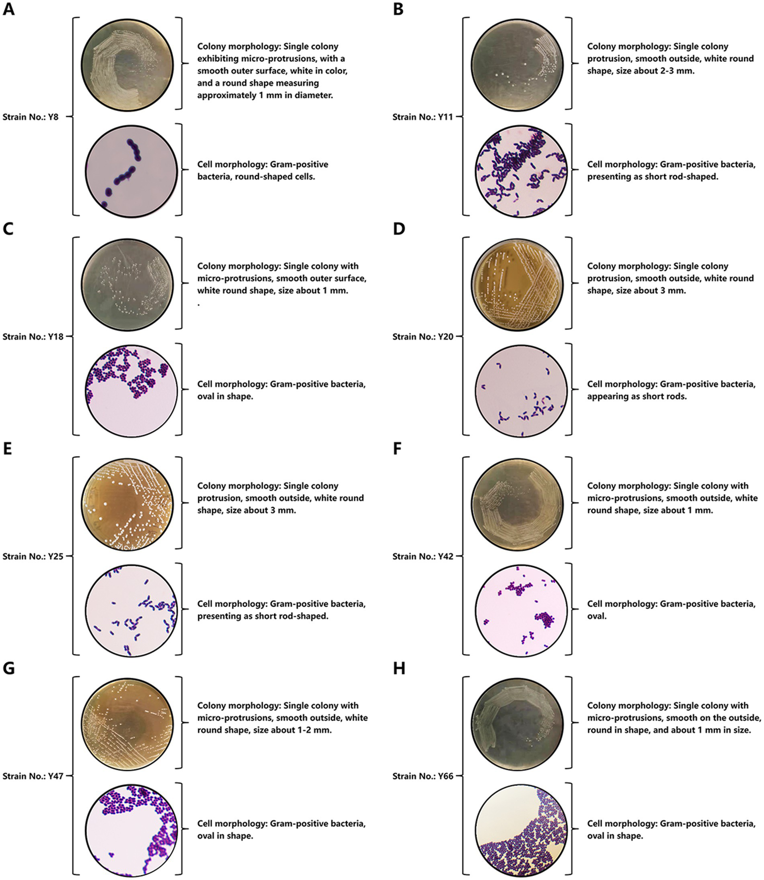 Images A to H display bacterial colony and cell morphologies. Each panel includes two images for different strains: a petri dish with bacterial colonies showing size and shape, and a microscopic slide with Gram-positive bacteria, indicating cell shape—either round, oval, or rod-shaped. Colony sizes range from 1 mm to 3 mm, with variations in surface texture described as smooth or with micro-protrusions.