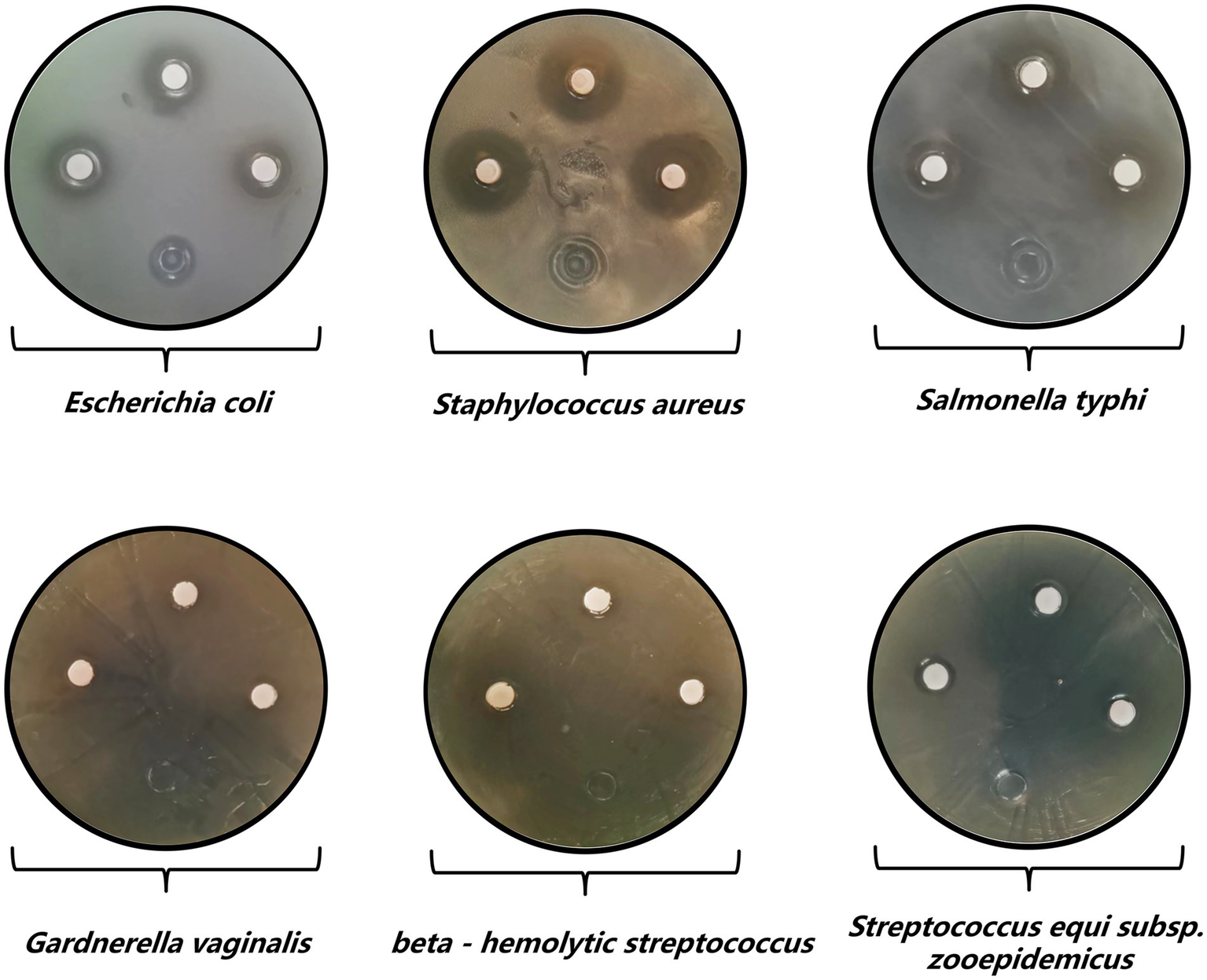 Six petri dish images showing the antibiotic sensitivity test results for different bacteria. Each dish has a labeled name: Escherichia coli, Staphylococcus aureus, Salmonella typhi, Gardnerella vaginalis, beta-hemolytic streptococcus, and Streptococcus equi subsp. zooepidemicus. Each dish displays discs with clear zones around them, indicating antibiotic effectiveness.
