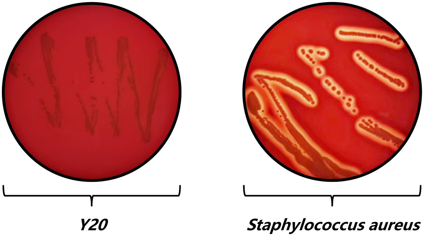 Two Petri dishes with red agar showing bacterial growth. The left dish labeled "Y20" has thin, dark streaks. The right dish labeled "Staphylococcus aureus" displays thick, irregular cream-colored lines and clusters, indicating bacterial colonies.