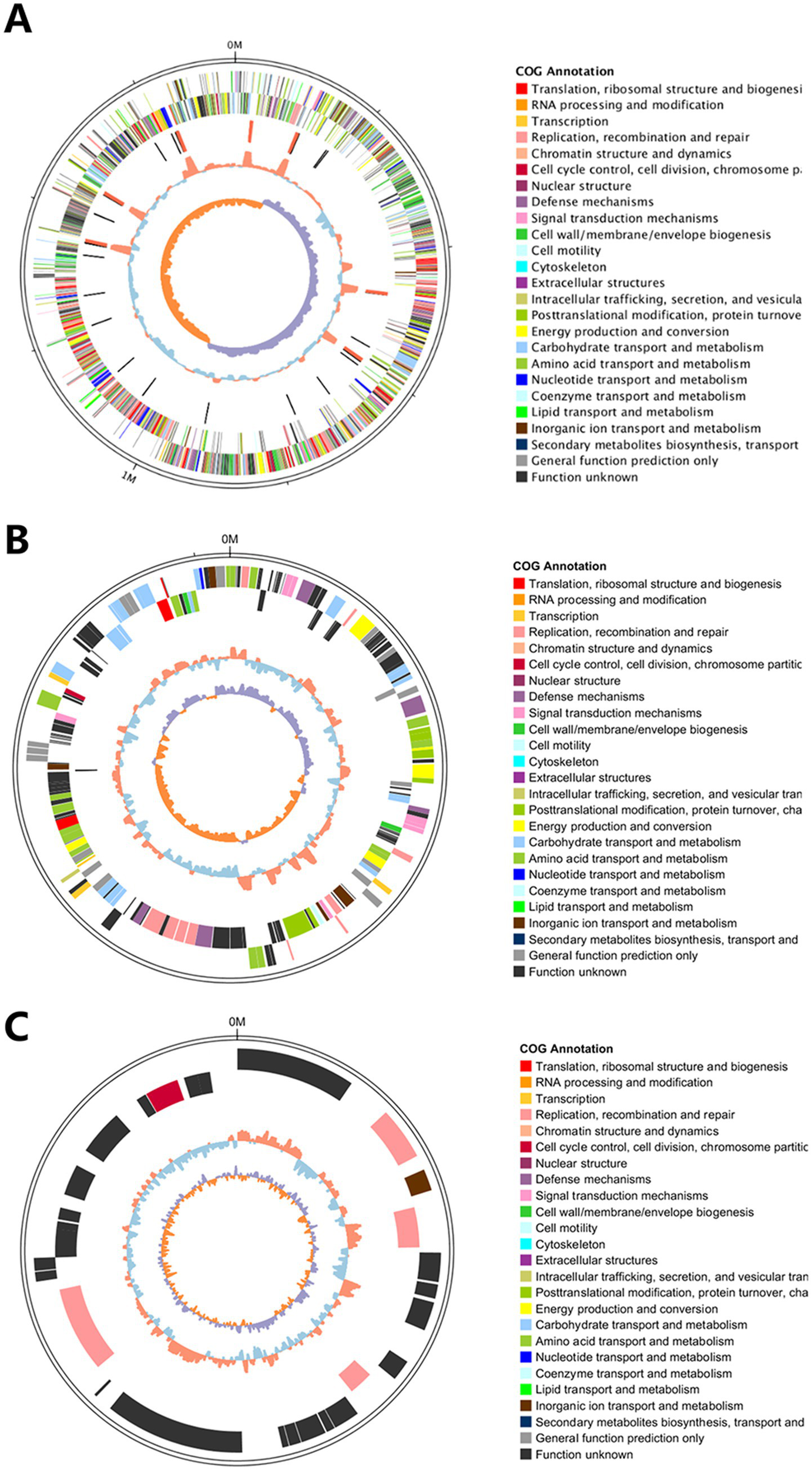 Circos plots labeled A, B, and C represent genomic data with different color segments indicating gene functions based on COG annotations. Each plot includes circular histograms in the center with legends showing the functional categories, such as translation, transcription, and metabolism. COG annotation colors assist in identifying functions and are listed alongside the plots.