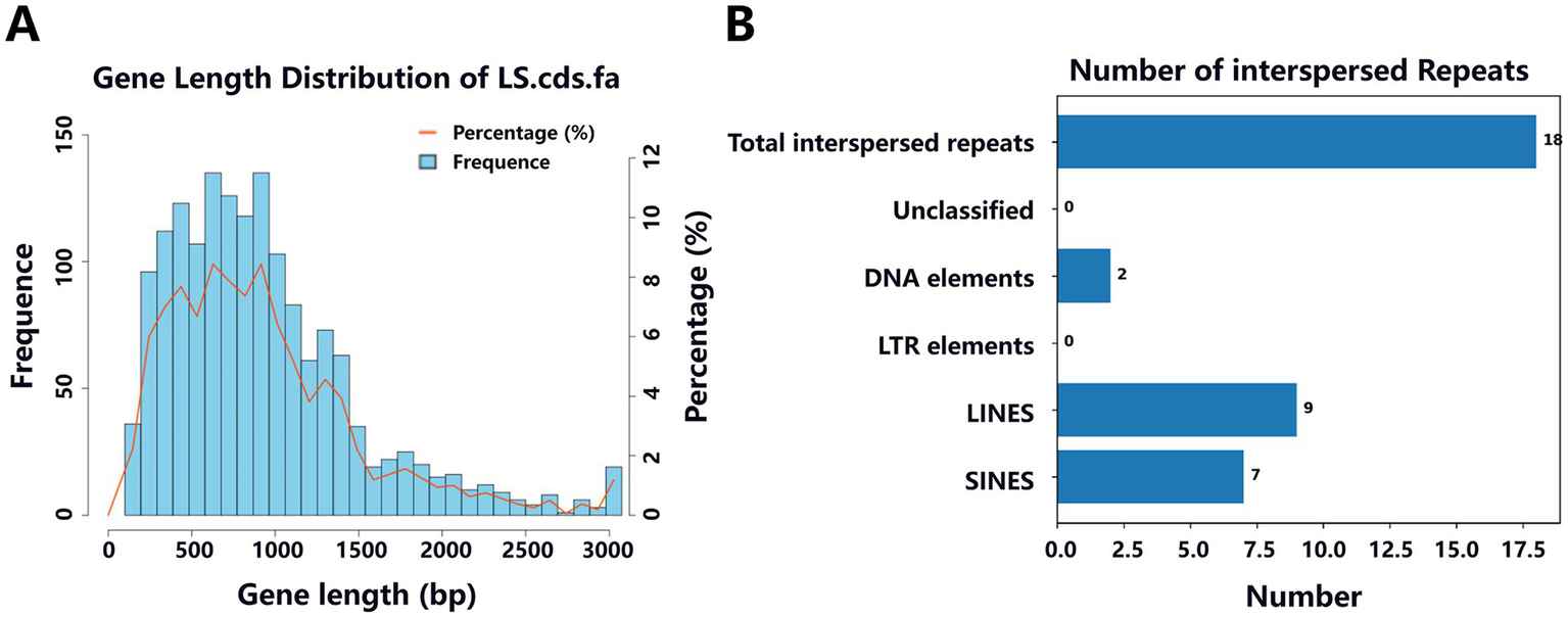 Two-part image showing gene data. Part A: Histogram of gene length distribution in LS.cds.fa, with blue bars for frequency and an orange line for percentage. Most genes are between 500 and 1000 base pairs. Part B: Bar chart of interspersed repeat numbers, including unclassified (0), DNA elements (2), LTR elements (0), LINES (9), and SINES (7). Total repeats number 18.