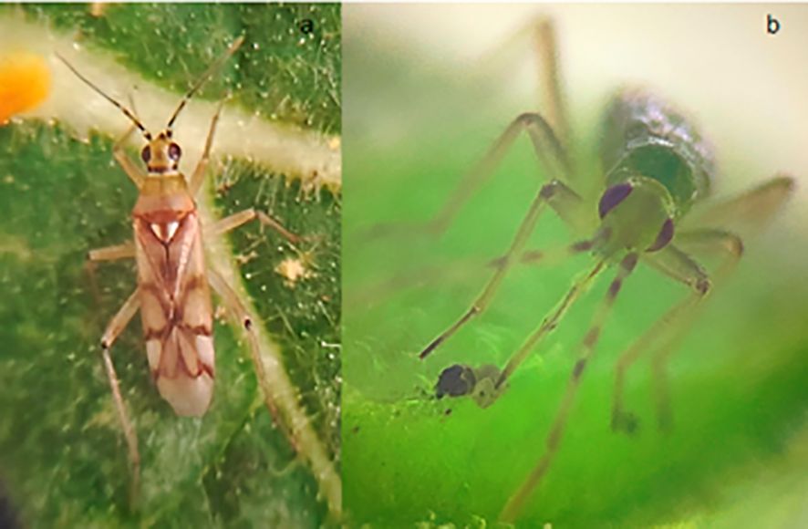 Two macro images of insects on leaves. The left image shows an insect with a brown patterned body and transparent wings. The right image displays a green insect with long legs and a slender body. Both are on a green leaf background.