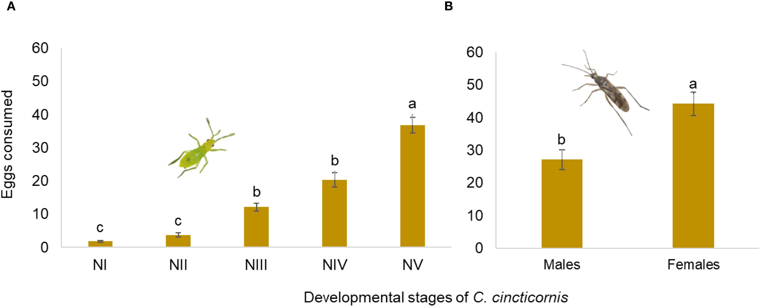 Bar charts showing egg consumption by *C. cincticornis* at various developmental stages. Chart A shows consumption increasing from NI to NV stages, peaking at NV. Chart B compares males and females, with females consuming more eggs. Error bars indicate variability.