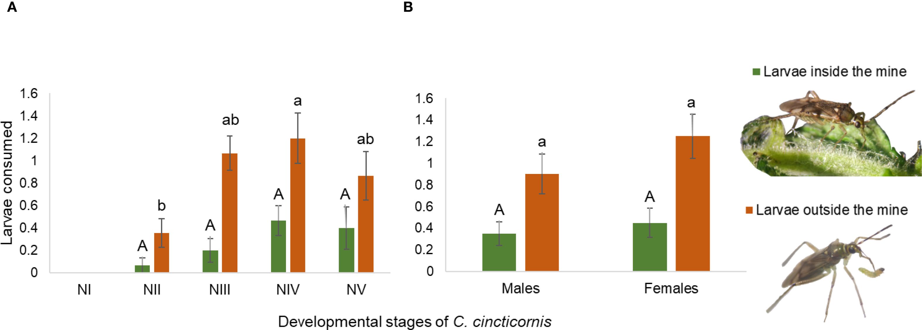 Bar charts compare larval consumption in different stages of *C. cincticornis*. Chart A shows larvae consumption from stages NI to NV, indicating higher consumption outside mines (orange) than inside (green). Chart B shows consumption differences between males and females, also favoring outside mines. Images depict an insect on a plant labeled as “Larvae inside the mine” and another alone labeled “Larvae outside the mine.