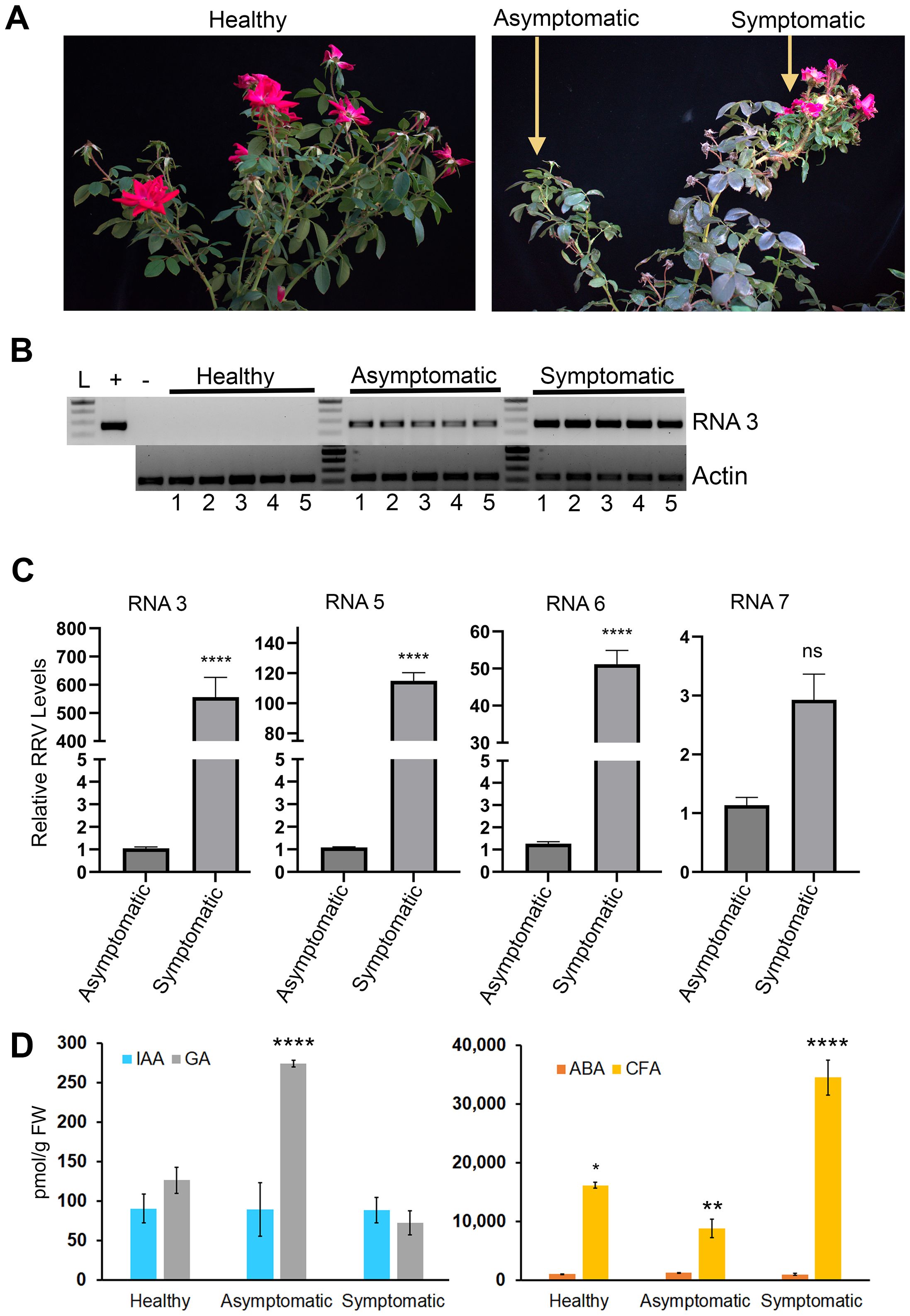 Panel A shows 2 plants: healthy, asymptomatic, and symptomatic, with flowers and leaf differences highlighted. Panel B presents an electrophoresis gel comparing RNA 3 and Actin across the three conditions. Panel C contains bar graphs of relative RRV levels for RNA 3, 5, 6, and 7, showing higher levels in symptomatic compared to asymptomatic. Panel D displays bar graphs of hormonal levels (IAA, GA, ABA, CFA) in healthy, asymptomatic, and symptomatic roses, indicating significant differences, particularly higher GA and CFA in symptomatic plants.