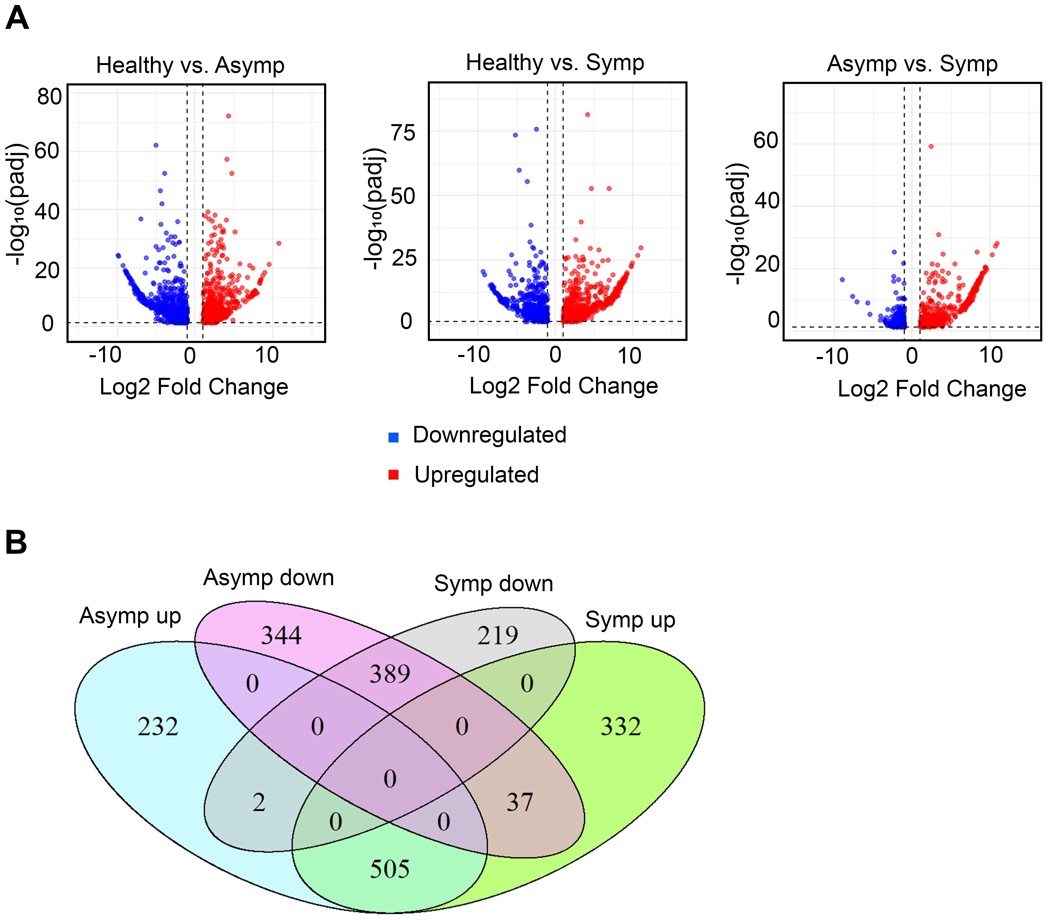 Panel A shows Dot Plot comparing gene ratios of asymptomatic and symptomatic conditions across various GO terms. Panel B presents a heatmap of gene expression levels contrasting both conditions. Panel C is a flowchart detailing metabolic pathways related to caffeic acid and tryptophan biosynthesis, highlighting specific genes. Panel D displays bar graphs representing the fold change of specific genes in asymptomatic versus symptomatic states, with significant changes marked.