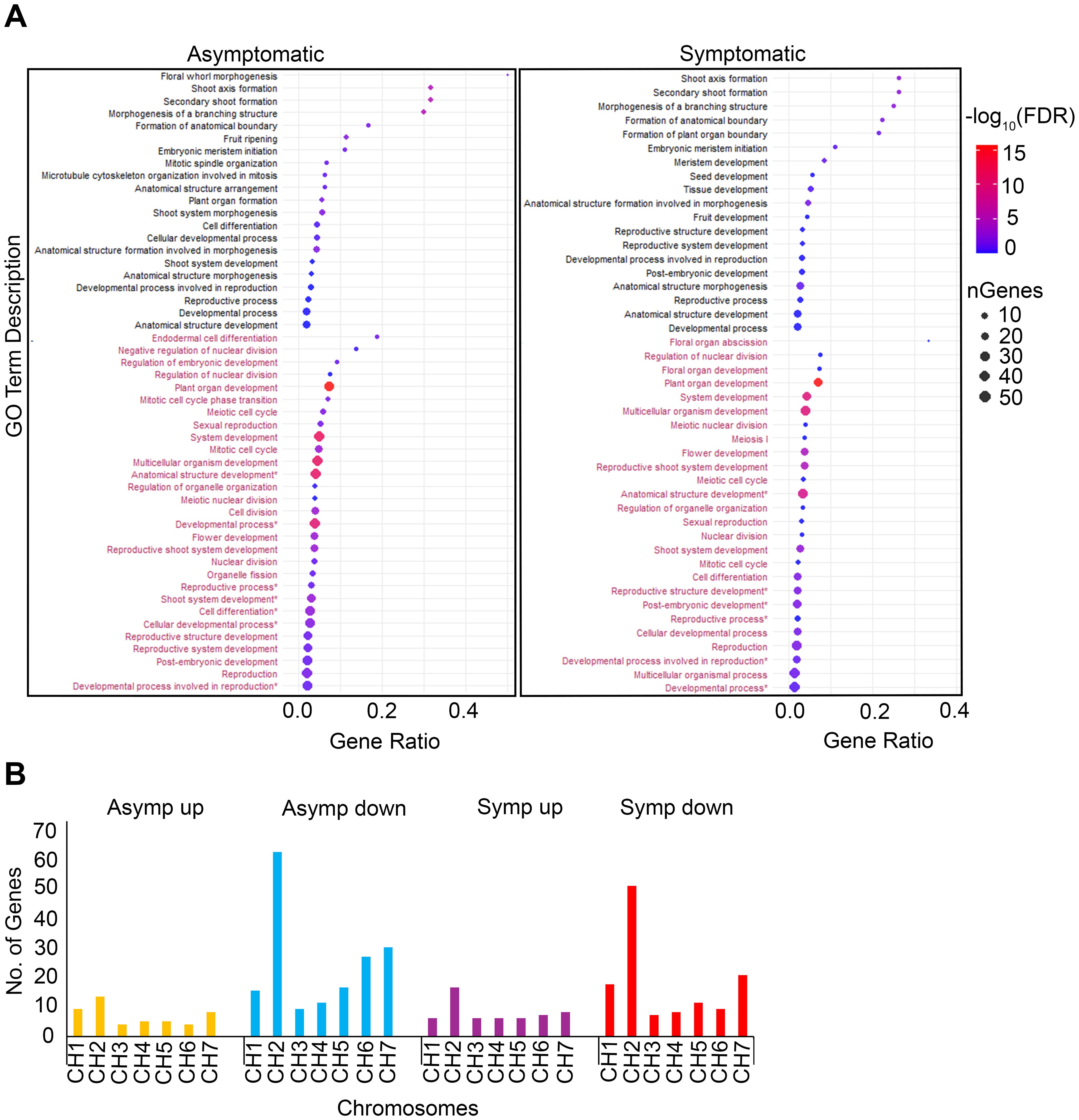 Panel A shows two dot plots comparing gene ontology term descriptions between asymptomatic and symptomatic groups. The x-axis represents gene ratio, and dot color indicates false discovery rate with scales from 0 to 15. Panel B is a bar chart displaying the number of genes across seven chromosomes for asymptomatic up, asymptomatic down, symptomatic up, and symptomatic down-regulated genes. Bars are color-coded for each category and numbered for chromosomes 1 through 7.