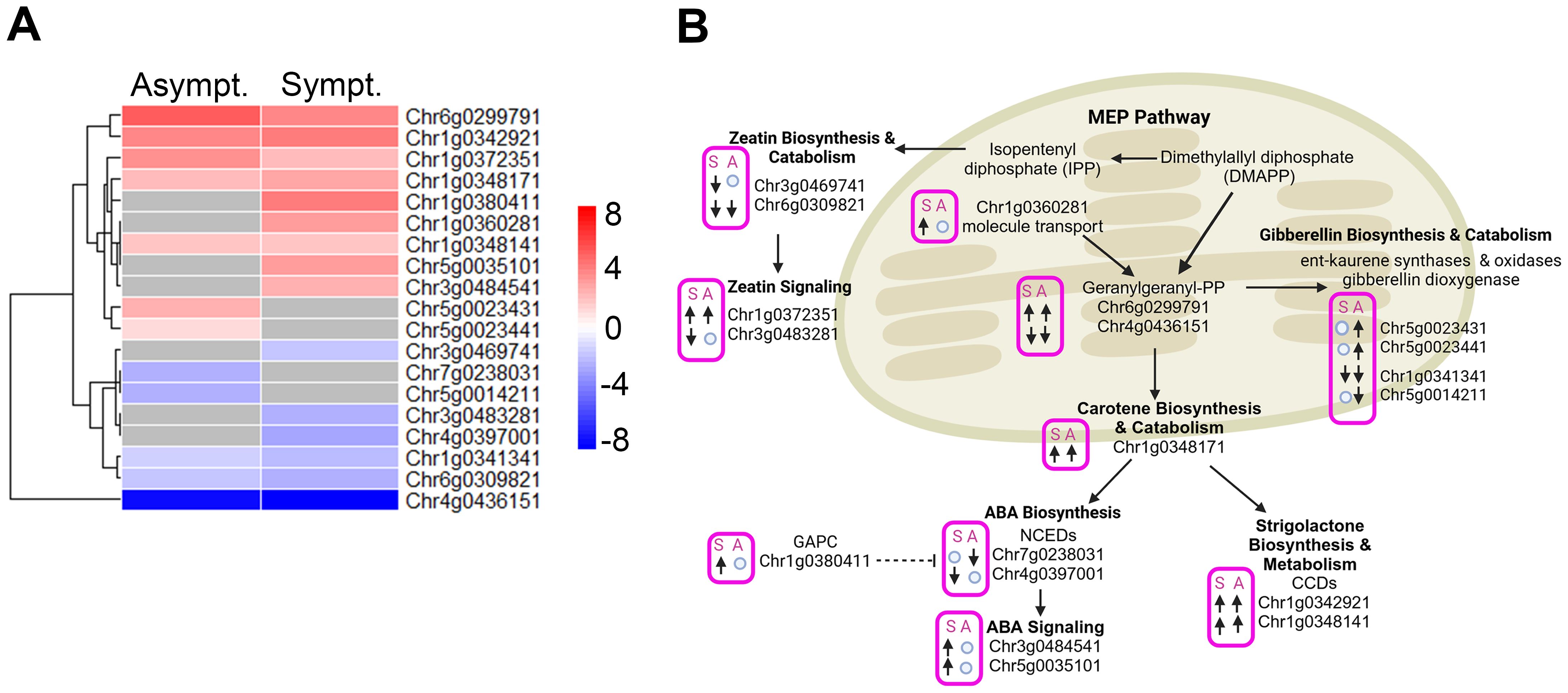 Heatmap and pathway diagram illustrating plant biosynthesis processes. Panel A: Heatmap showing gene expression levels in asymptomatic (Asympt.) and symptomatic (Sympt.) samples. Red indicates upregulation, blue indicates downregulation. Gene IDs are listed on the right. Panel B: Diagram of the MEP pathway outlining various biosynthesis and catabolism processes, including zeatin, gibberellin, and carotene. Gene references are noted with expression changes denoted by arrows. Each process is linked by pathway intermediates, highlighted in a beige cellular structure.