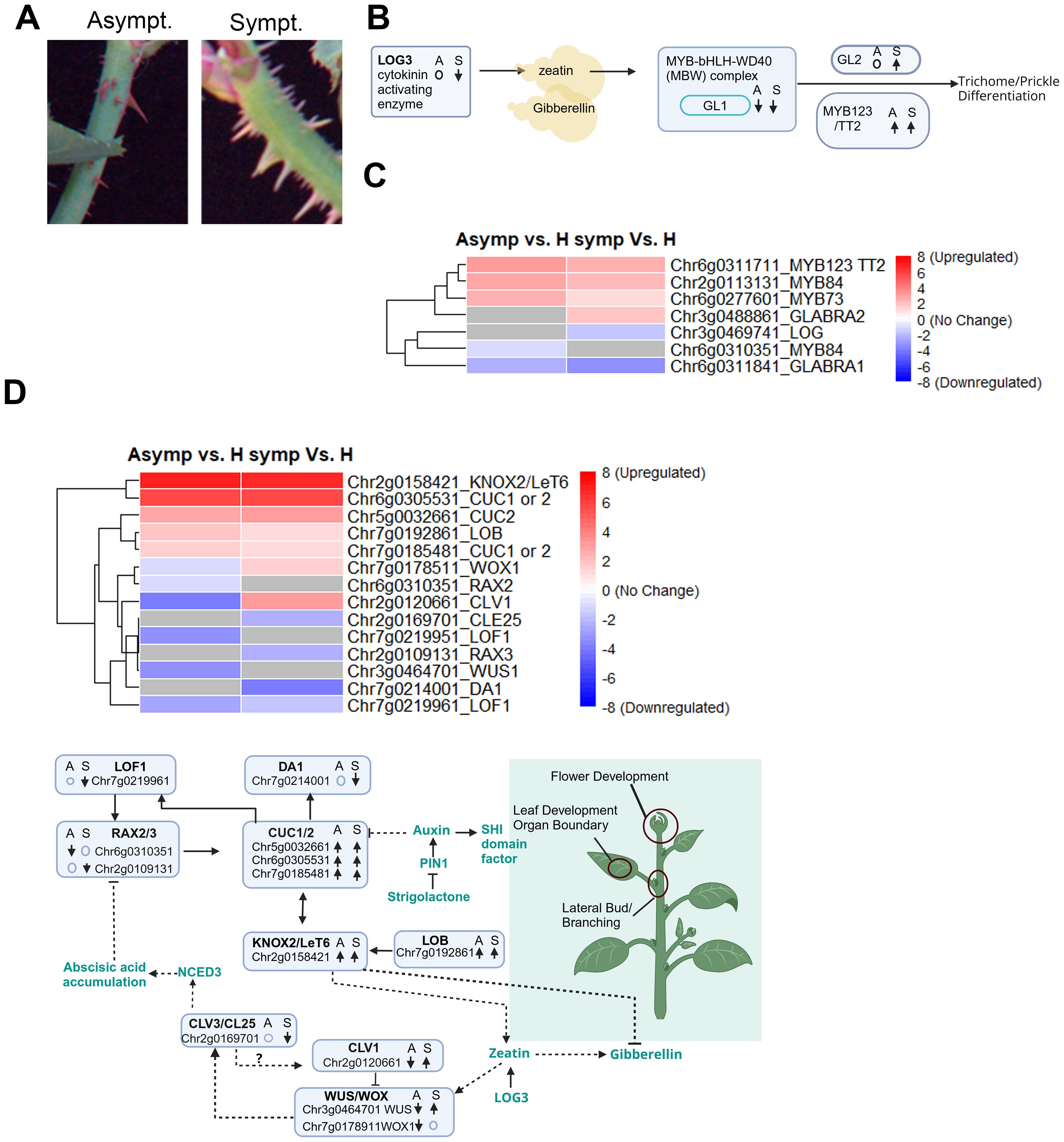 Panel A shows close-up images of plant stems labeled “Asympt.” and “Sympt.” displaying differences in trichome/prickle density. Panel B illustrates a biochemical pathway involving zeatin, gibberellin, and specific MYB genes affecting trichome differentiation. Panel C contains a heat map indicating gene expression changes for various genes, such as MYB123 and GLABRA2, across different conditions with a color scale for upregulation and downregulation. Panel D displays another heat map with different genes alongside a diagram showing plant development stages influenced by hormones like auxin and gibberellin.