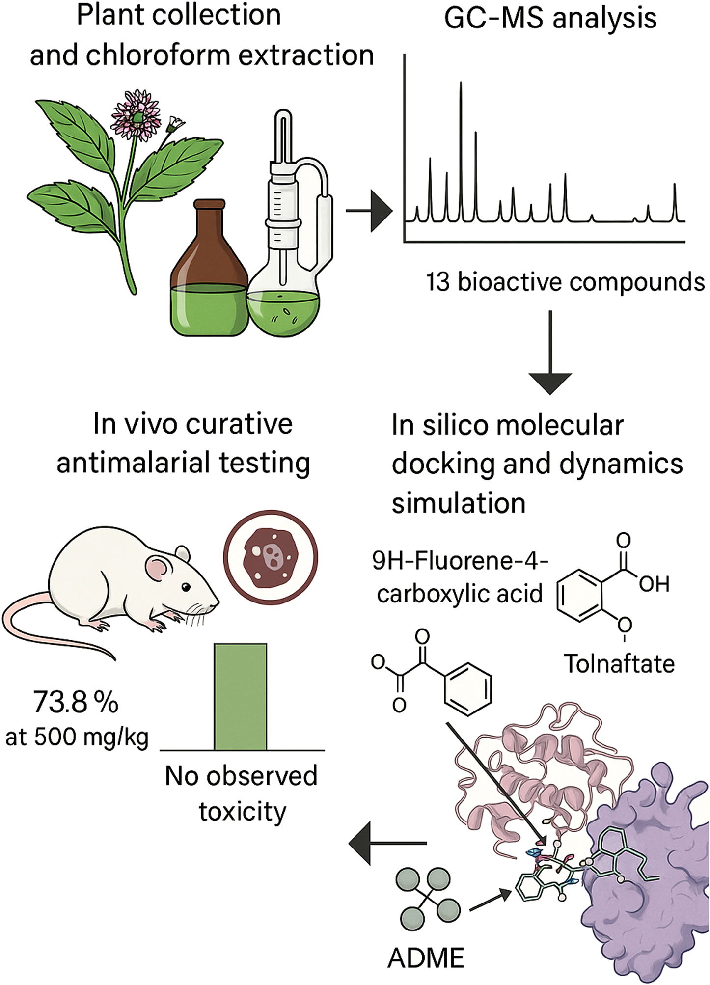 Flowchart illustrating antimalarial research. Starts with plant collection and chloroform extraction, shown with a plant and laboratory apparatus. Followed by GC-MS analysis identifying 13 bioactive compounds. In vivo testing on a mouse shows 73.8% efficacy at 500 mg/kg with no toxicity. In silico molecular docking and dynamics simulation depict chemical structures of 9H-Fluorene-4-carboxylic acid and Tolnaftate, ending with ADME processes and a protein-ligand complex diagram.