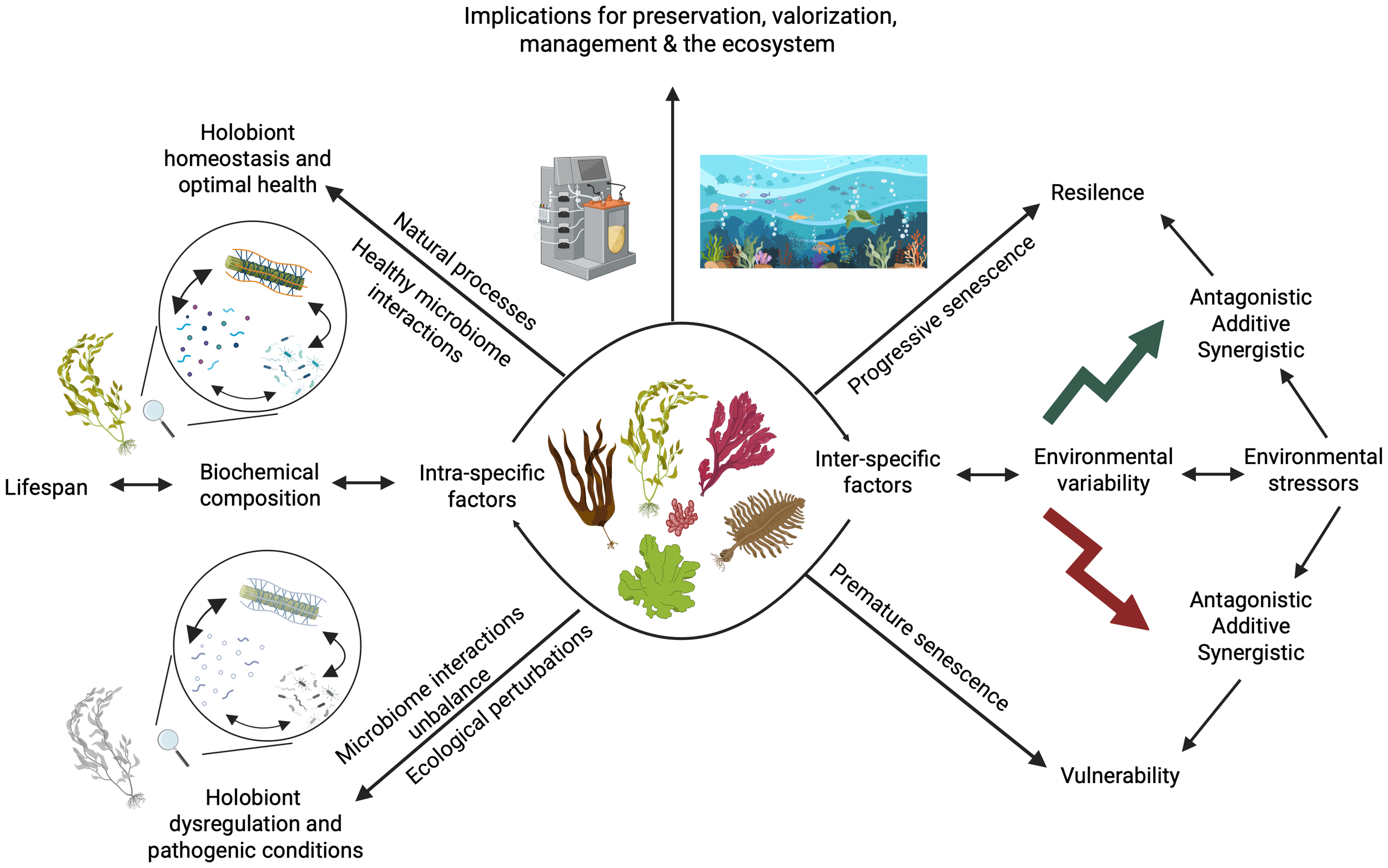 Diagram illustrating intra- and interspecific factors affecting macroalgal holobionts and their implications for health and lifespan. Intra-specific factors include host–microbiome spatiotemporal variability and its influence on the holobiont’s biochemical composition. Inter-specific factors encompass environmental variability. Healthy states are linked to holobiont homeostasis and natural microbiome interactions, leading to resilience and optimal health. Stressors and unbalanced microbiome interactions lead to ecological perturbations and vulnerability. Arrows indicate the flow between these states, highlighting impacts on lifespan, preservation, and ecosystem management.