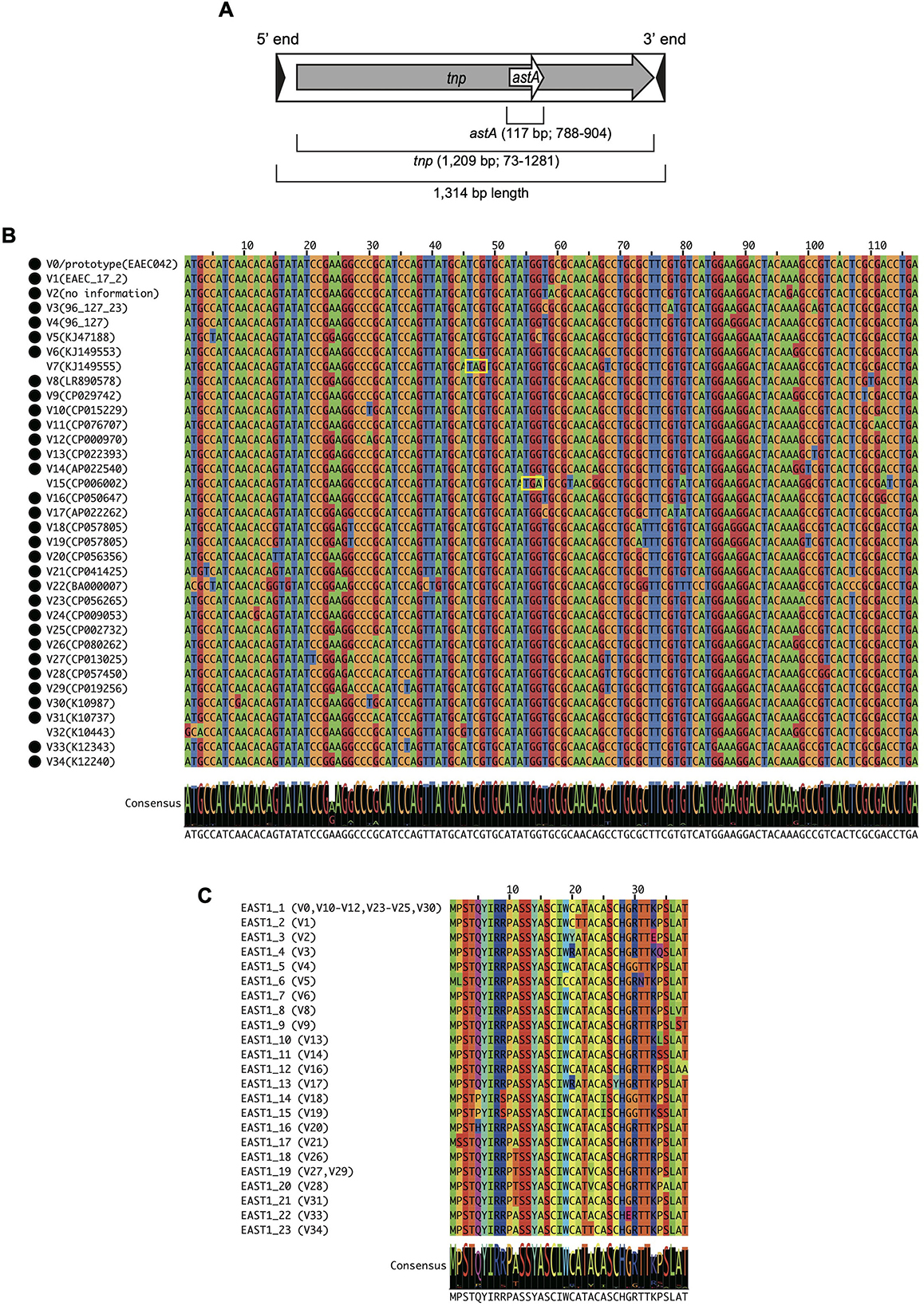 Diagram showing the structure and alignment of genetic sequences. Panel A illustrates gene segments with positions labeled. Panel B presents a sequence alignment with various strains listed. Panel C shows another sequence alignment, highlighting specific variations and a consensus sequence.