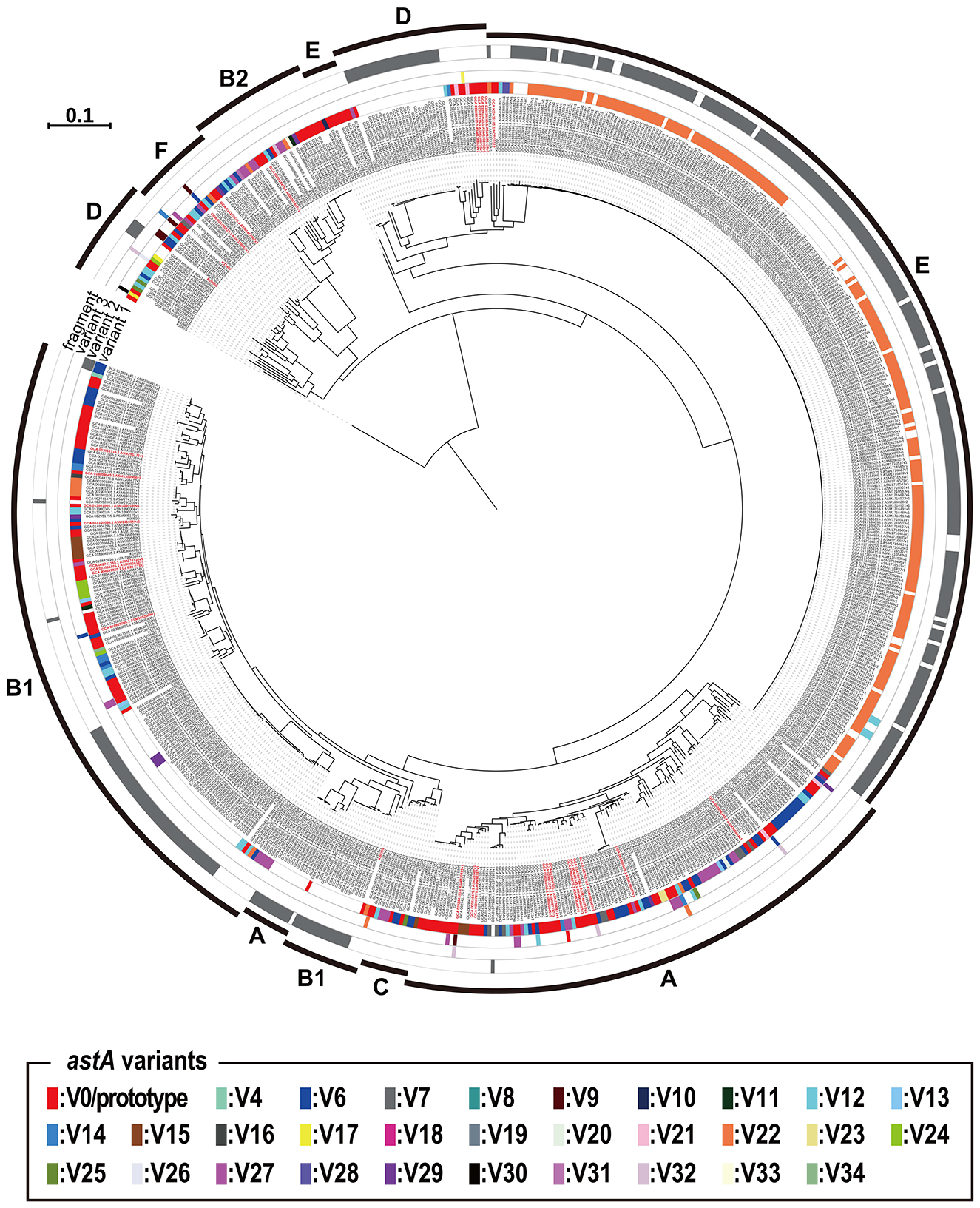 Circular phylogenetic tree illustrating various astA gene variants with branches labeled A to F. The outer colored bands represent different variants according to the legend: V0/prototype in red, V1 to V34 in different colors. Scale bar indicates a genetic distance of 0.1.