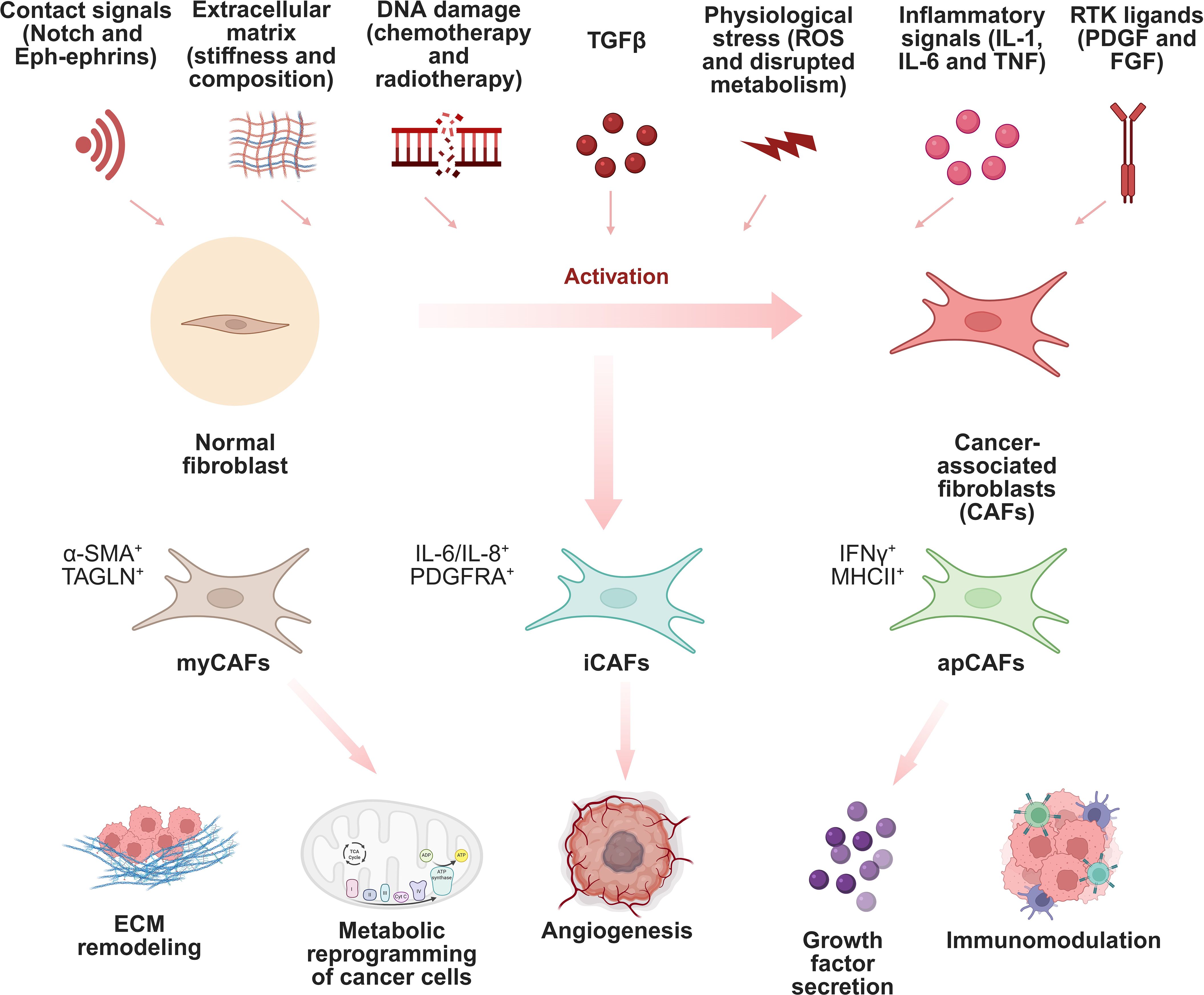 Diagram illustrating the transformation of normal fibroblasts into cancer-associated fibroblasts (CAFs) due to factors like contact signals, extracellular matrix changes, DNA damage, TGFβ, stress, inflammatory signals, and RTK ligands. The CAFs differentiate into myCAFs, iCAFs, and apCAFs, leading to processes such as extracellular matrix remodeling, metabolic reprogramming, angiogenesis, growth factor secretion, and immunomodulation.