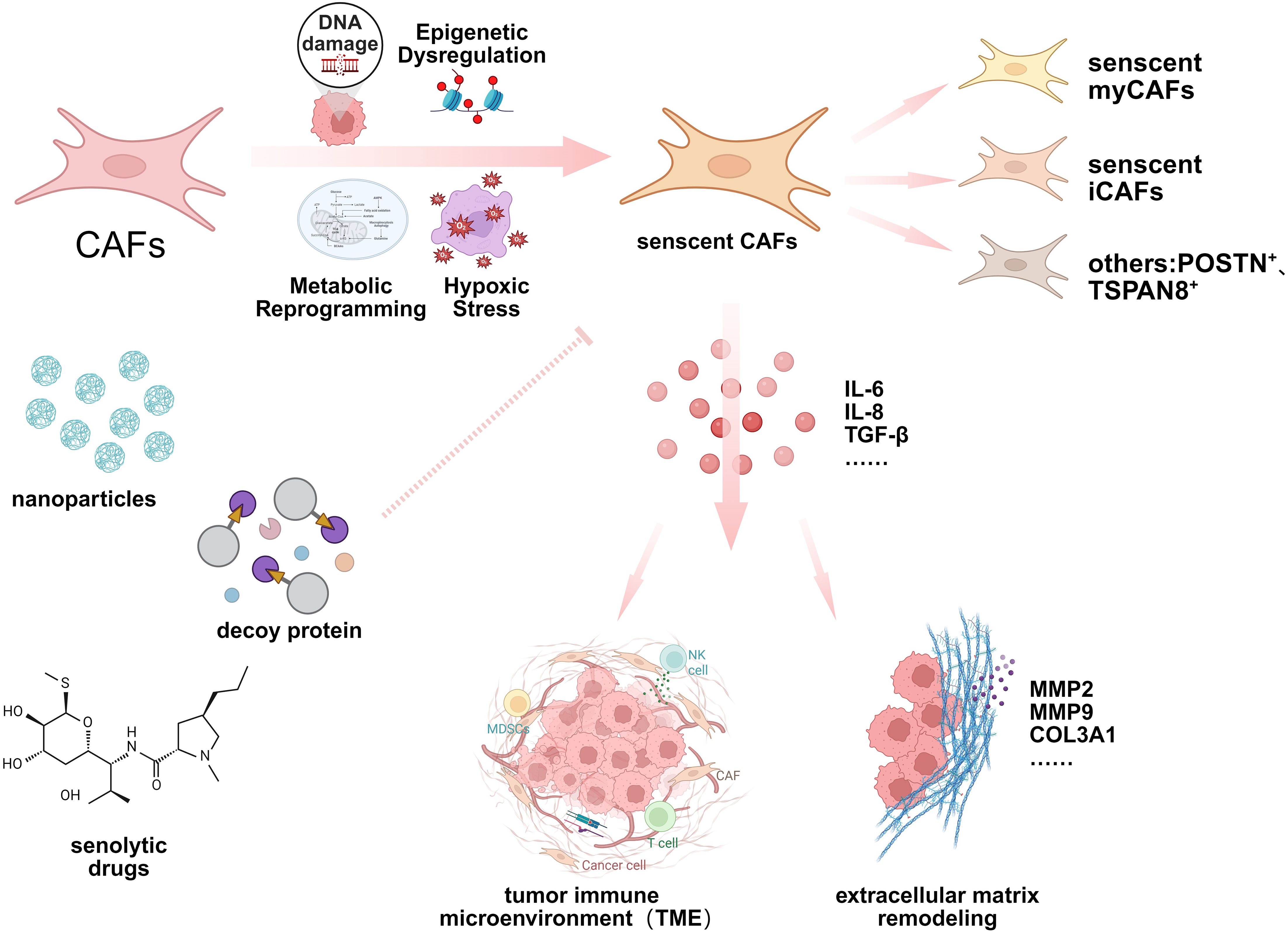 Diagram illustrating how cancer-associated fibroblasts (CAFs) transition into senescent forms due to DNA damage, epigenetic dysregulation, metabolic reprogramming, and hypoxic stress. This process results in the secretion of molecules like IL-6, IL-8, and TGF-beta. Senescent CAFs further influence tumor immune microenvironment (TME) and extracellular matrix remodeling through nanoparticles, decoy proteins, and senolytic drugs. Different types of senescent CAFs, including myCAFs, iCAFs, and others marked by POSTN and TSPAN8, are depicted.
