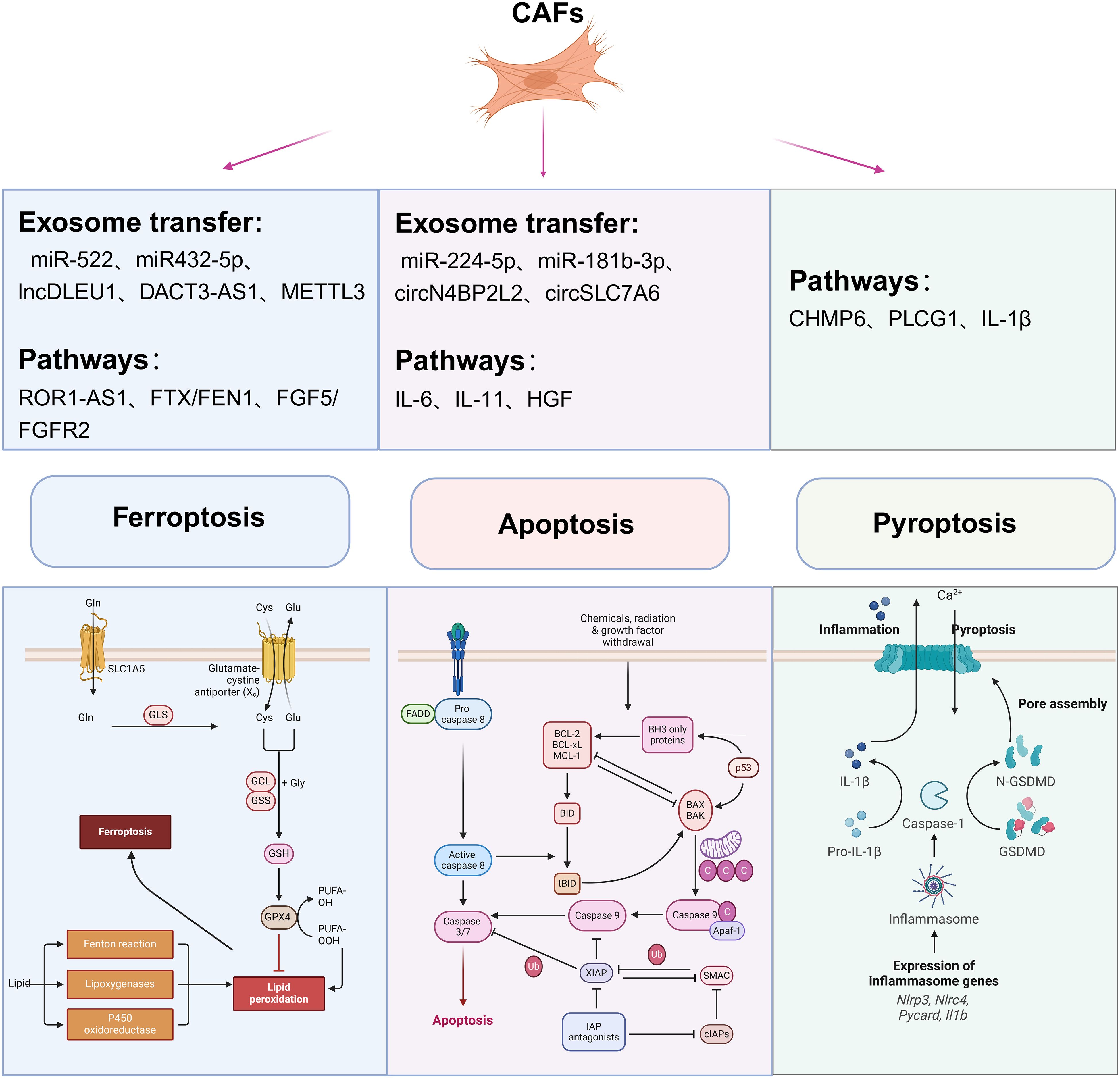 Diagram illustrating the roles of cancer-associated fibroblasts (CAFs) in cell death processes: ferroptosis, apoptosis, and pyroptosis. It highlights exosome transfer, pathways, and molecular interactions. For ferroptosis, exosome transfers include miR-522 and METTL3; pathways involve ROR1-AS1. Apoptosis features exosome transfers such as miR-224-5p and circN4BP2L2; pathways include IL-6 and HGF. Pyroptosis involves pathways like CHMP6 and IL-1β. Below, detailed mechanisms of each cell death type are depicted through molecular pathways and interactions.