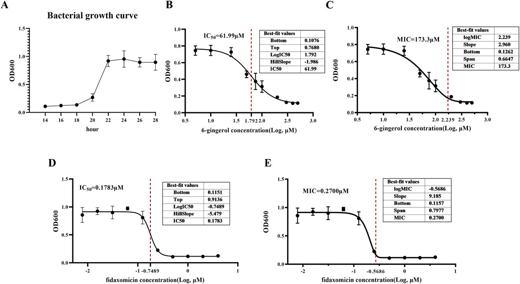 Graph A shows a bacterial growth curve from 14 to 28 hours, with OD600 increasing after 20 hours. Graph B presents the effect of 6-gingerol, with an IC50 of 61.99 micromolar. Graph C shows the minimum inhibitory concentration (MIC) of 6-gingerol at 173.3 micromolar. Graph D displays fidaxomicin's effect, with an IC50 of 0.1783 micromolar. Graph E shows the MIC of fidaxomicin at 0.2700 micromolar. Each graph includes best-fit value tables and error bars.