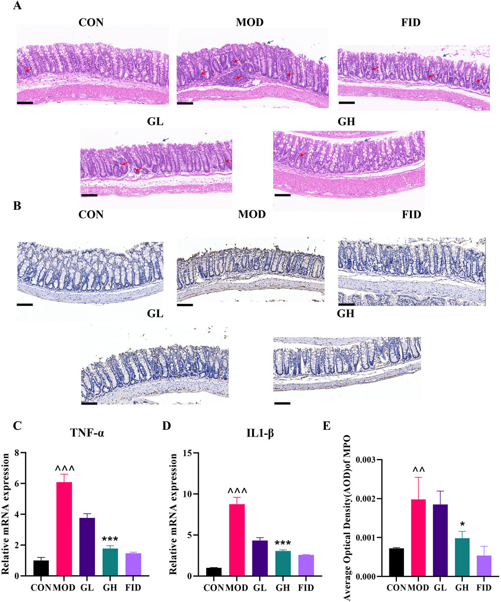 Histological and data analysis of tissue samples and expression levels. Panel A shows H&E stained tissue sections under different conditions: CON, MOD, FID, GL, and GH, with visible structures and annotations. Panel B displays similar tissue sections stained with a different method for clarity. Panel C to E are bar graphs showing relative mRNA expression of TNF-α, IL1-β, and average optical density of MPO, comparing the same conditions, with various statistical significance markers.