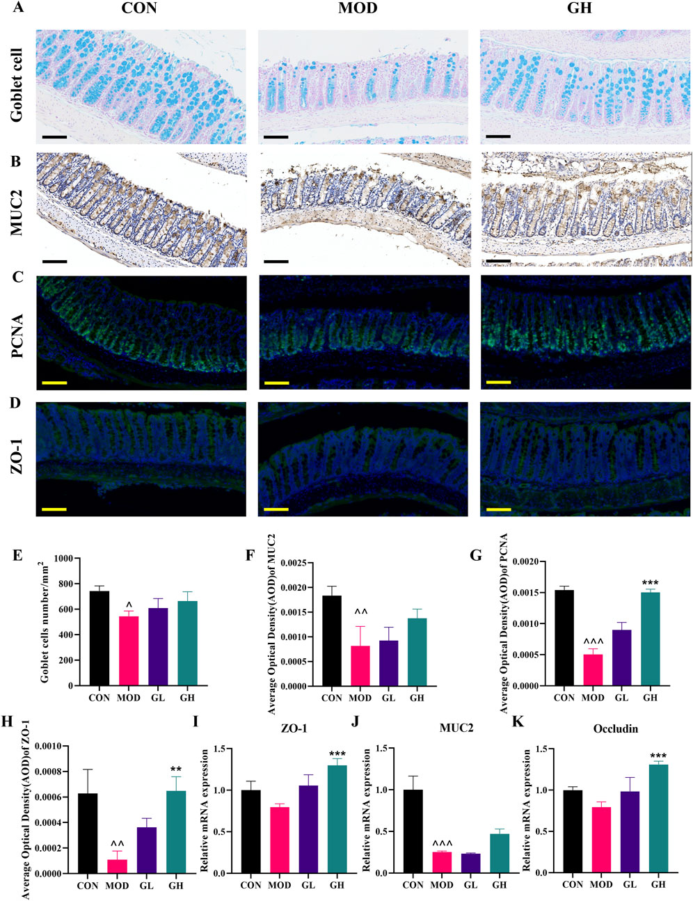 Histological and immunohistochemical images alongside bar graphs show differences in intestinal tissue under three conditions: CON (control), MOD (model), and GH (treatment). Panels A to D depict staining for goblet cells, MUC2, and ZO-1 across conditions. Bar graphs E to K quantify goblet cell numbers, optical densities, and mRNA expressions of MUC2, ZO-1, and occludin, highlighting variance between groups, with GH showing significant effects compared to CON and MOD.