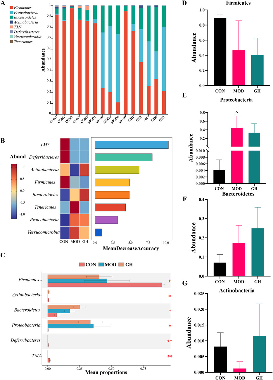 Charts illustrate bacterial abundance across different groups (CON, MOD, GH). A: Stacked bar chart showing proportions of various bacteria types, with Firmicutes being most prevalent. B: Heatmap and bar chart display accuracy contribution of each bacteria. C: Bar plot compares mean proportions for specific bacteria. D-G: Individual bar charts for Firmicutes, Proteobacteria, Bacteroidetes, Actinobacteria showing variance in abundance.Error bars indicate measurement variability.