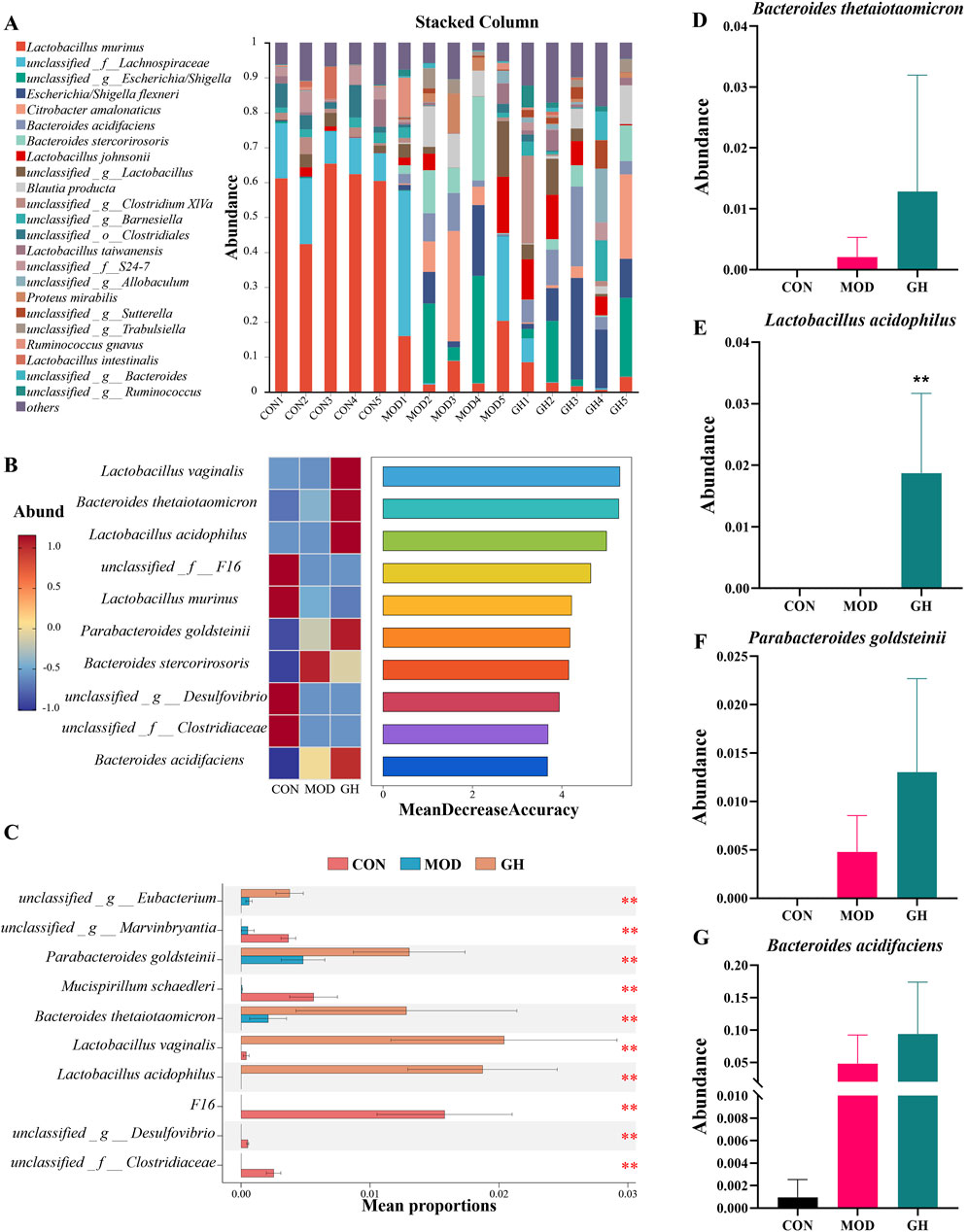Composite image showing microbiome analysis results. Panel A: Stacked column chart of microbial abundance in different groups (CON, MOD, GH). Panel B: Heatmap illustrating microbial abundance and bar chart of Mean Decrease Accuracy. Panel C: Bar chart comparing mean proportions of various microbes across groups, marked with significance stars. Panel D-G: Bar charts showing abundance levels of Bacteroides thetaiotaomicron, Lactobacillus acidophilus, Parabacteroides goldsteinii, and Bacteroides acidifaciens, comparing control (CON), moderate (MOD), and high (GH) groups with significance indications.