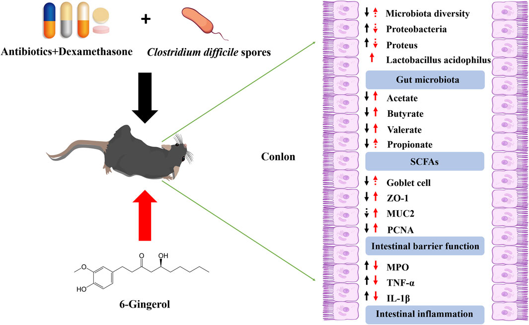 Diagram illustrating the effects of antibiotics, dexamethasone, and Clostridium difficile spores on a rodent model. The rodent connects to changes in gut microbiota and intestinal functions. Antibiotics and 6-Gingerol lead to variations in microbiota diversity, short-chain fatty acids, intestinal barrier function, and inflammation markers.