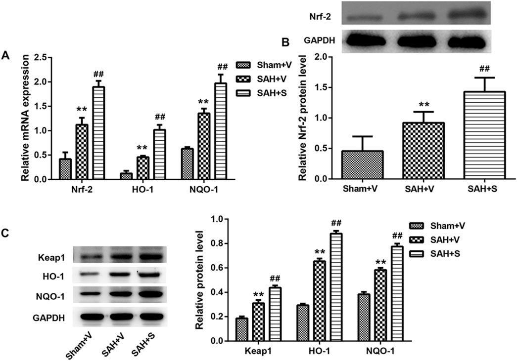 Graphs depicting relative expression levels of mRNA and protein. Chart A shows increased expression of Nrf-2, HO-1, and NQO-1 mRNA across three conditions: Sham+V, SAH+V, and SAH+S. Chart B depicts higher Nrf-2 protein levels in SAH+V and SAH+S compared to Sham+V, with corresponding Western blot images. Chart C displays protein levels for Keap1, HO-1, and NQO-1 under the same conditions, also including Western blot images. Statistical markers indicate significant differences.
