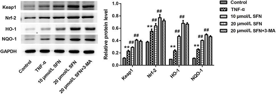 Western blot and bar graph showing protein levels of Keap1, Nrf-2, HO-1, and NQO-1 under different treatments: Control, TNF-α, 10 µmol/L SFN, 20 µmol/L SFN, and 20 µmol/L SFN+3-MA. Bars show significant increases in protein levels with SFN treatments compared to control. GAPDH is used as a loading control.