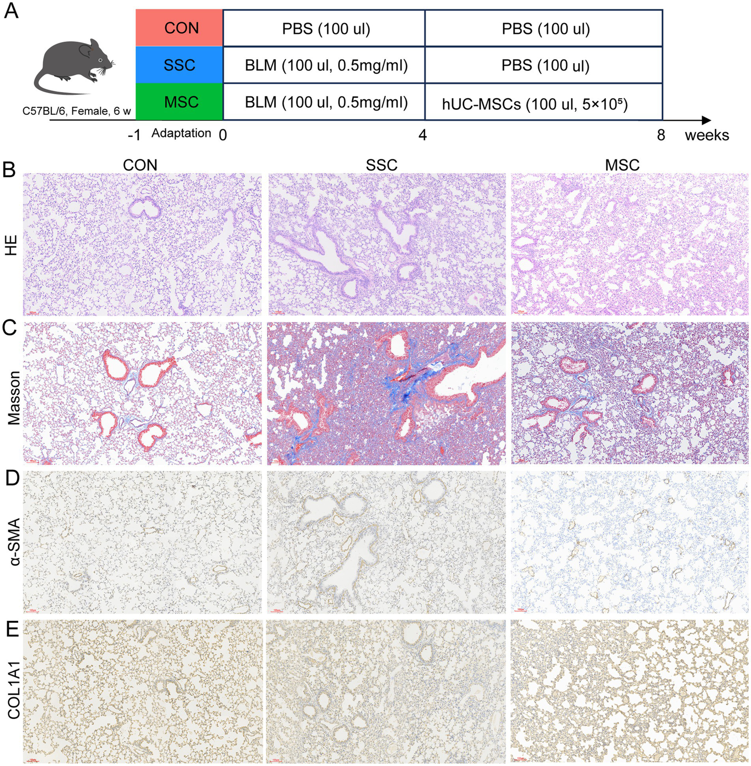Panel A shows an experimental timeline for three groups: CON, SSC, and MSC, with treatments and observations over eight weeks in C57BL/6 mice. Panels B-E present lung histology comparisons. Panel B uses H&E staining, showing normal and fibrotic changes. Panel C uses Masson's trichrome staining, highlighting collagen deposition. Panel D illustrates α-SMA expression, indicating smooth muscle activity. Panel E displays COL1A1 expression, showing collagen production differences across groups.