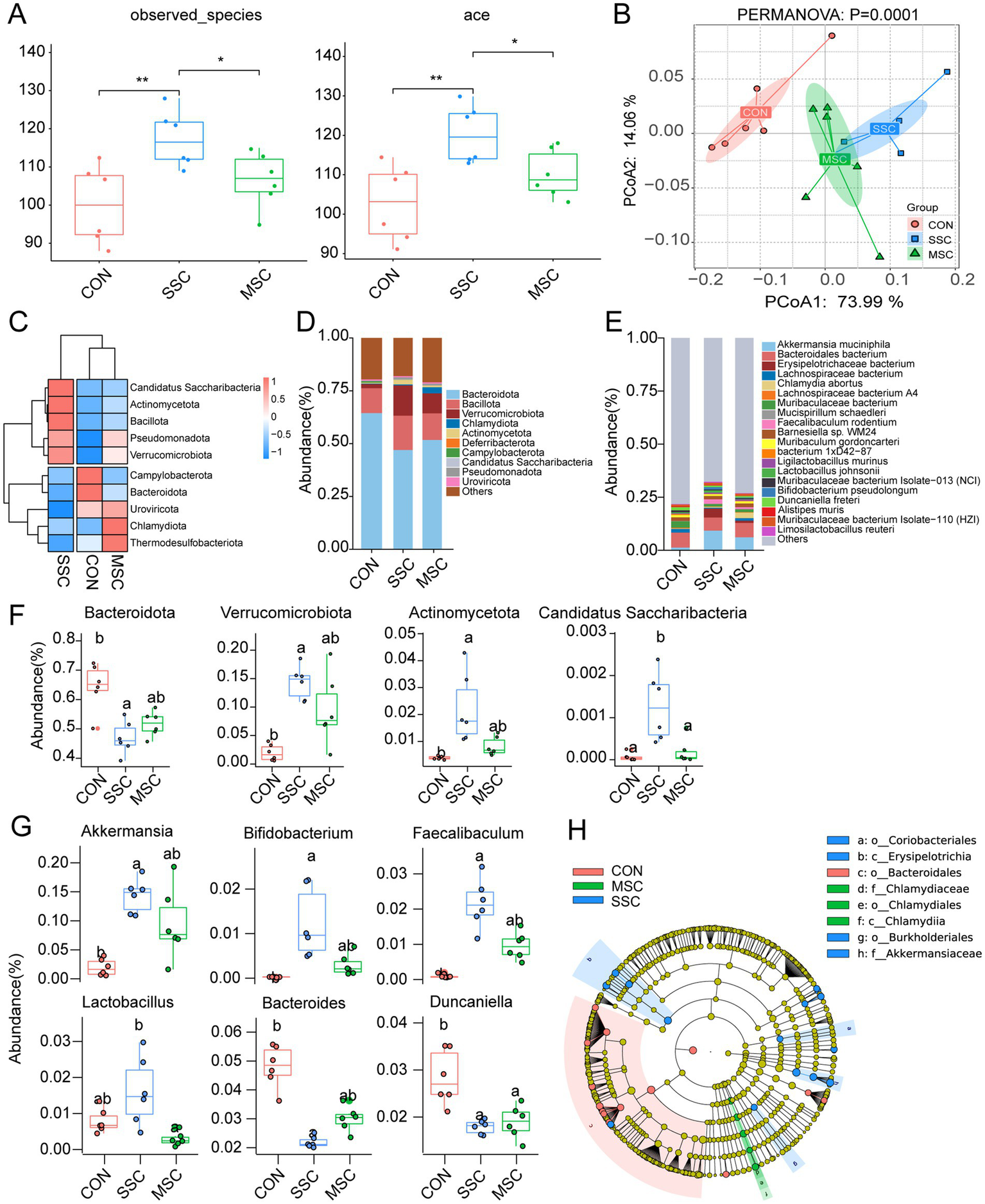 Graphical visualization of microbiome data comparing three groups: CON, SSC, and MSC. A: Box plots indicating observed species and ACE index. B: PCoA plot showing clustering patterns with significant PERMANOVA result. C: Heatmap depicting bacterial abundance contrasts among groups. D and E: Bar graphs detailing microbial taxonomic composition and specific abundances in each group. F and G: Box plots illustrating differences in abundance of specific bacterial groups and genera. H: Phylogenetic tree with taxonomic annotations. Groups are color-coded: CON (red), SSC (green), MSC (blue). Statistical significance is marked with asterisks or letters.