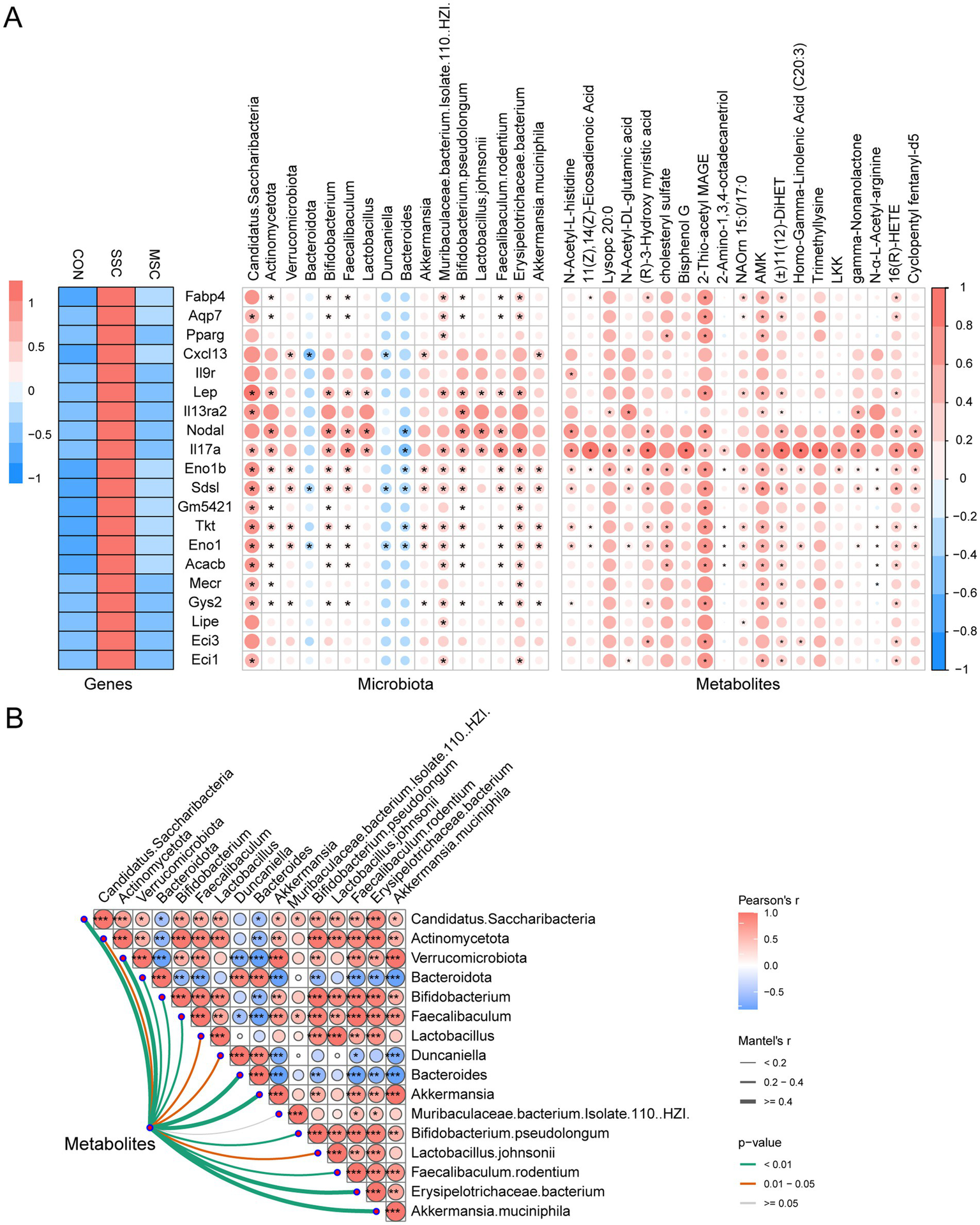 Panel A shows a heatmap displaying correlations between genes, microbiota, and metabolites, with color gradients from blue (negative correlation) to red (positive correlation). Pearson's correlation coefficient is used. Panel B illustrates a similar heatmap with Pearson’s and Mantel's correlations for metabolites and microbiota, highlighting connections with colored arcs indicating significance levels.