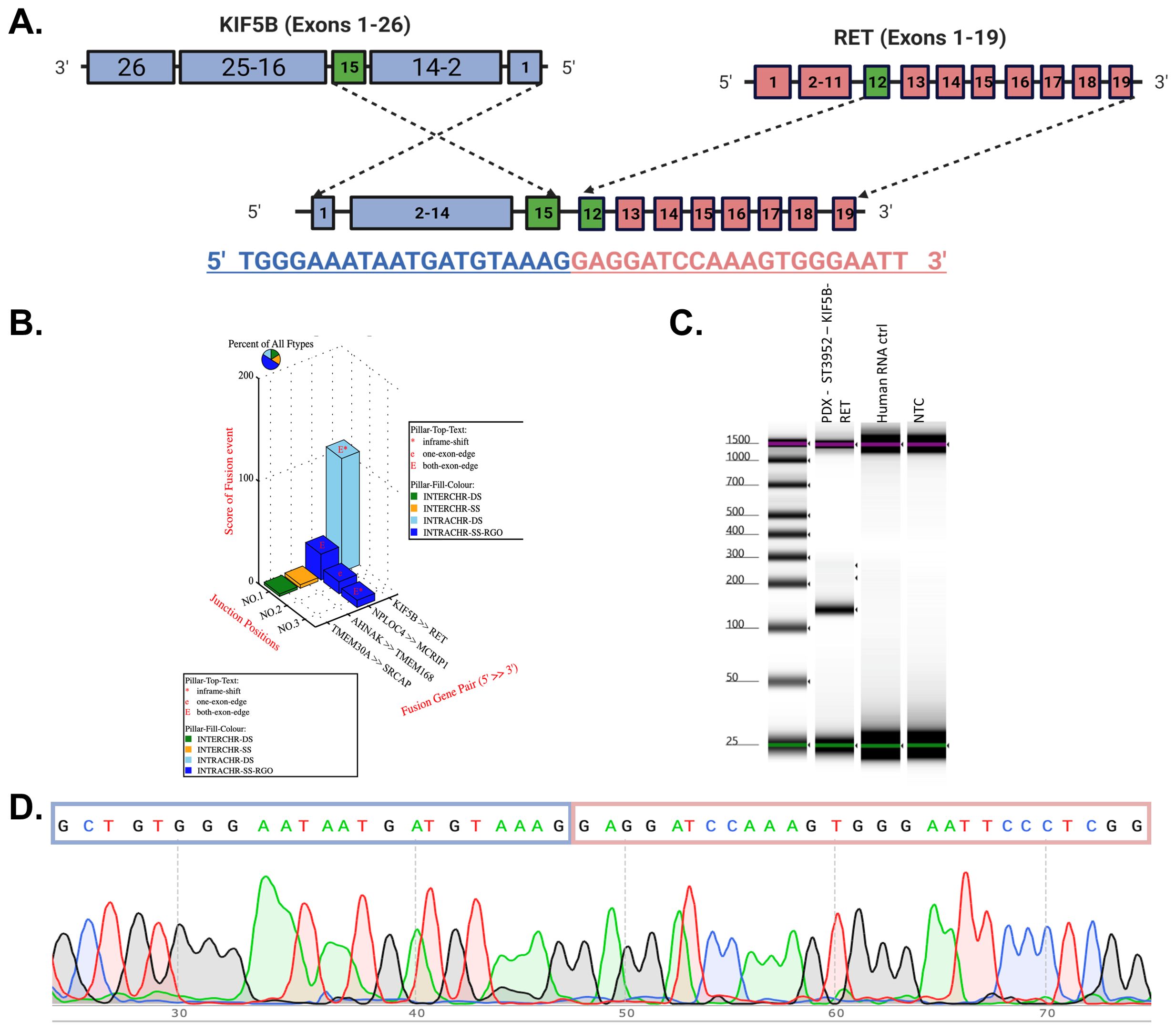 Diagram illustrating genetic fusions. Panel A shows the KIF5B and RET gene exon arrangement and fusion junctions. Panel B presents a 3D bar chart of fusion types and scores for several fusion gene pairs. Panel C depicts a gel electrophoresis result for fusion validation across different samples including PDX, RET, ST593, human RNA control, and NTC. Panel D displays a DNA sequencing chromatogram with a specific nucleotide sequence highlighted.